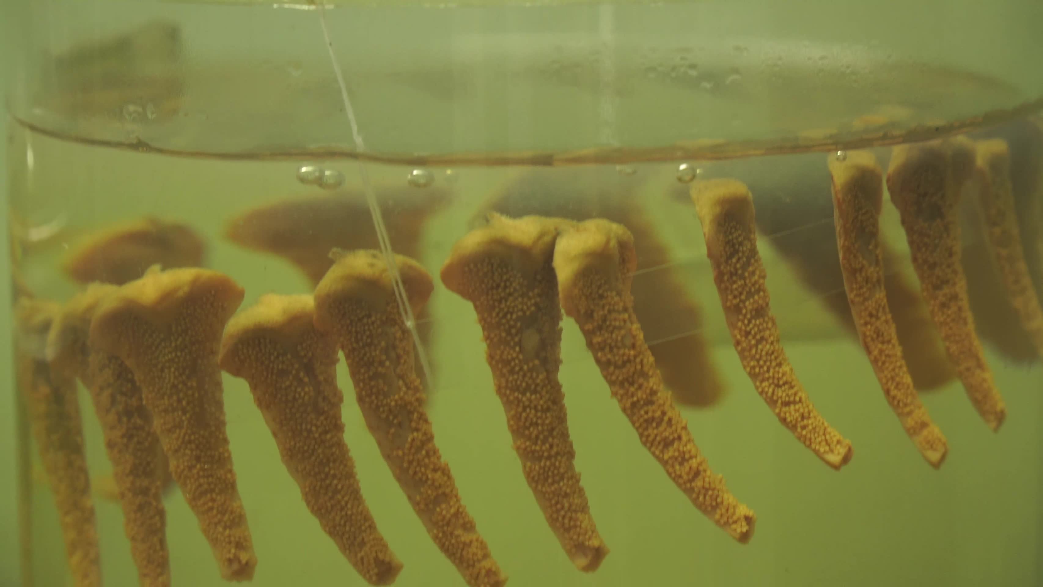 福尔马林浸泡植物种子标本视频的预览图