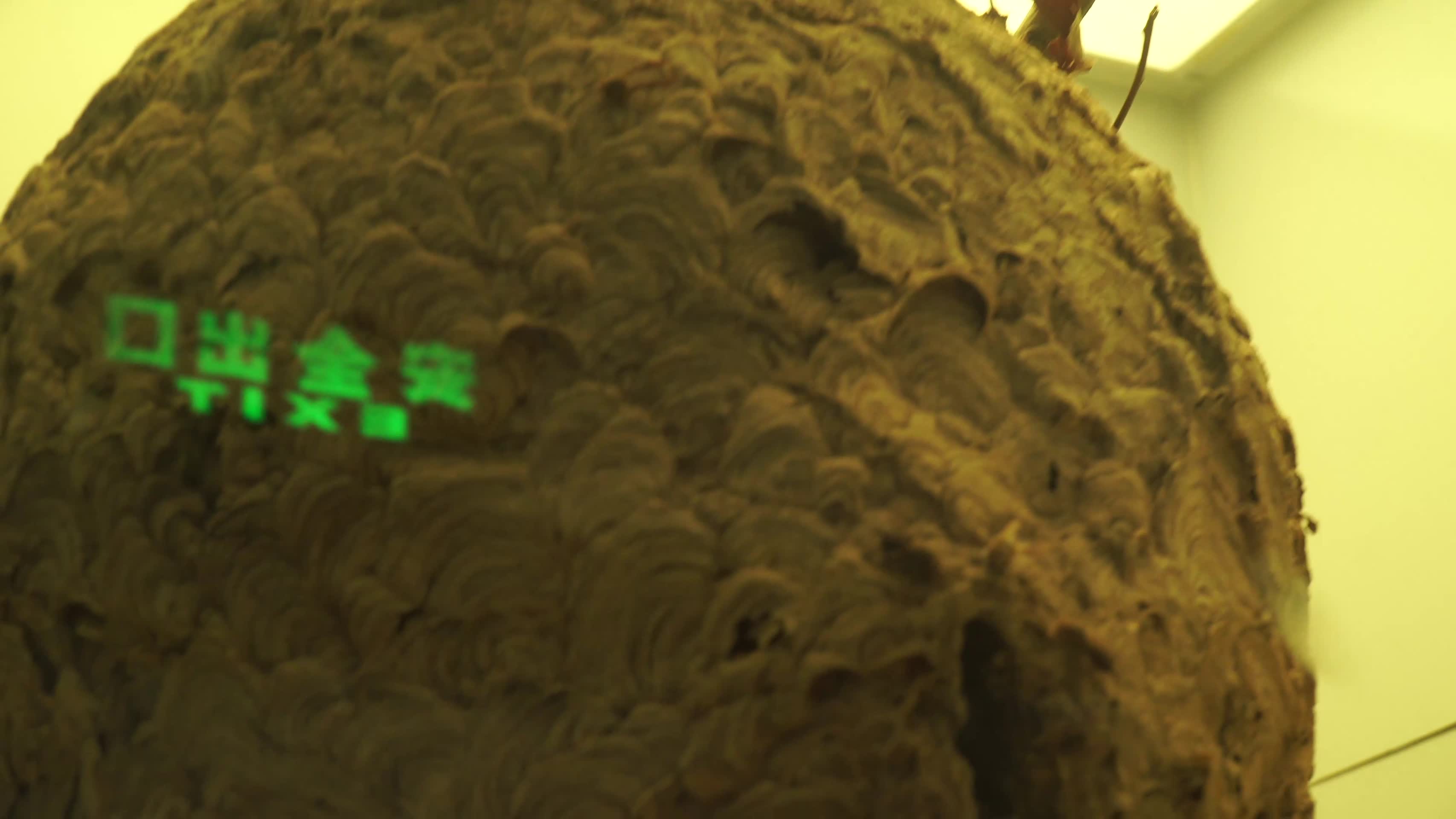 蜂窝蜂巢蜜蜂养蜂胡峰马蜂巢穴视频的预览图