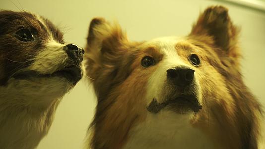个品种宠物狗标本模型小型犬视频的预览图
