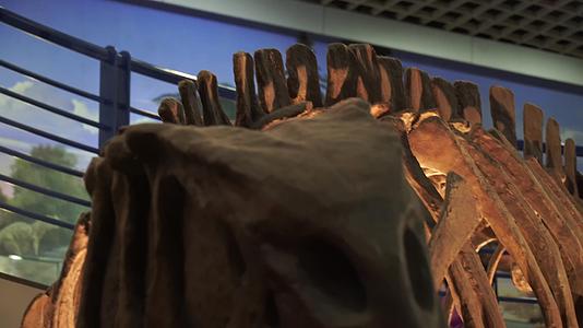 古生物恐龙骨架化石标本视频的预览图