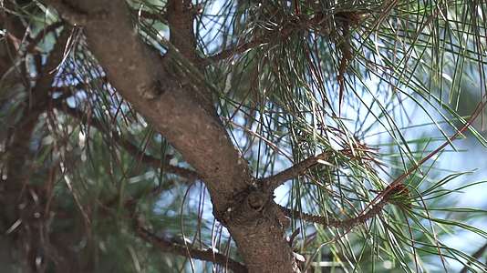 古树松树松柏植物老松视频的预览图