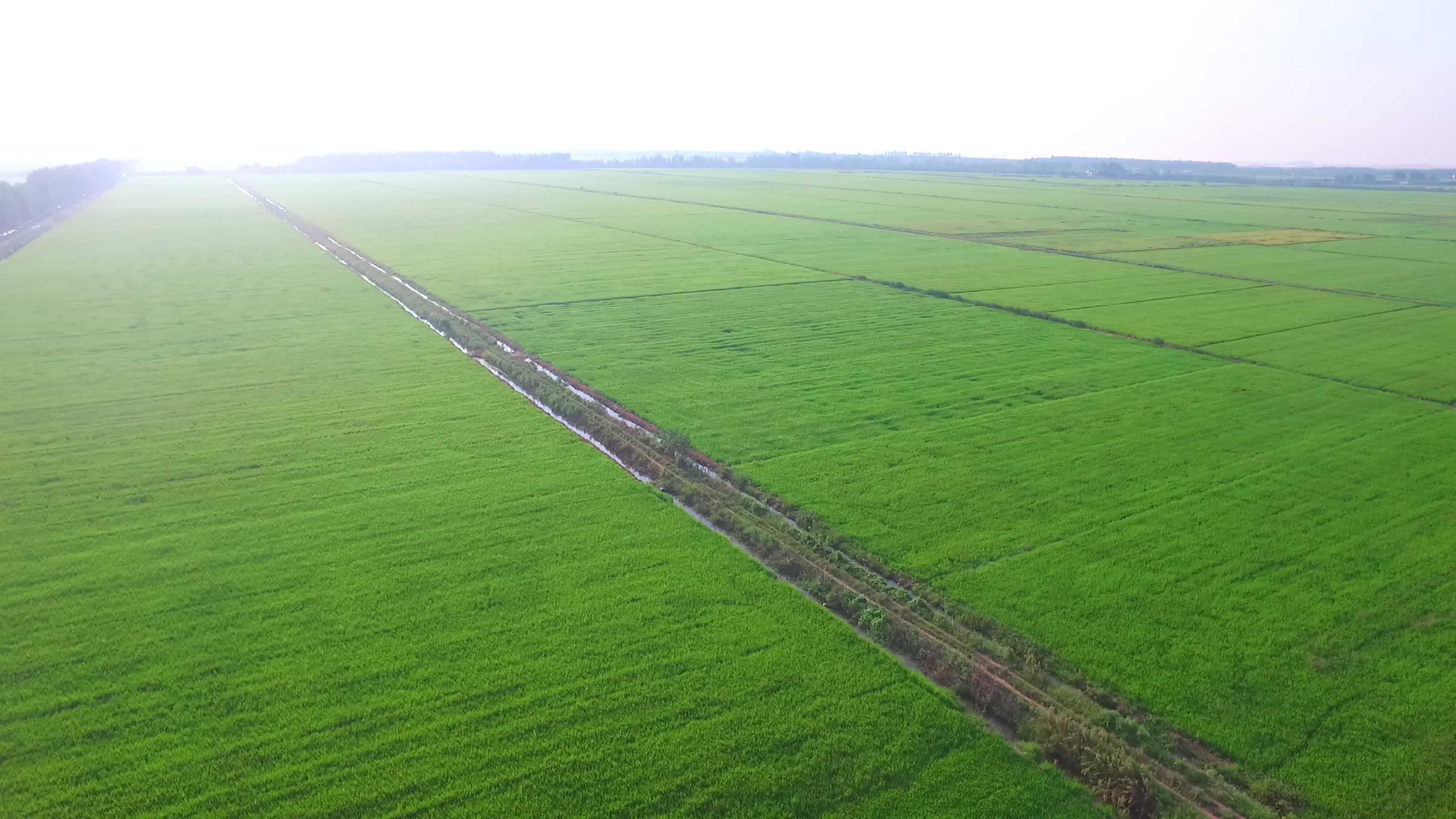农业农田水稻视频的预览图