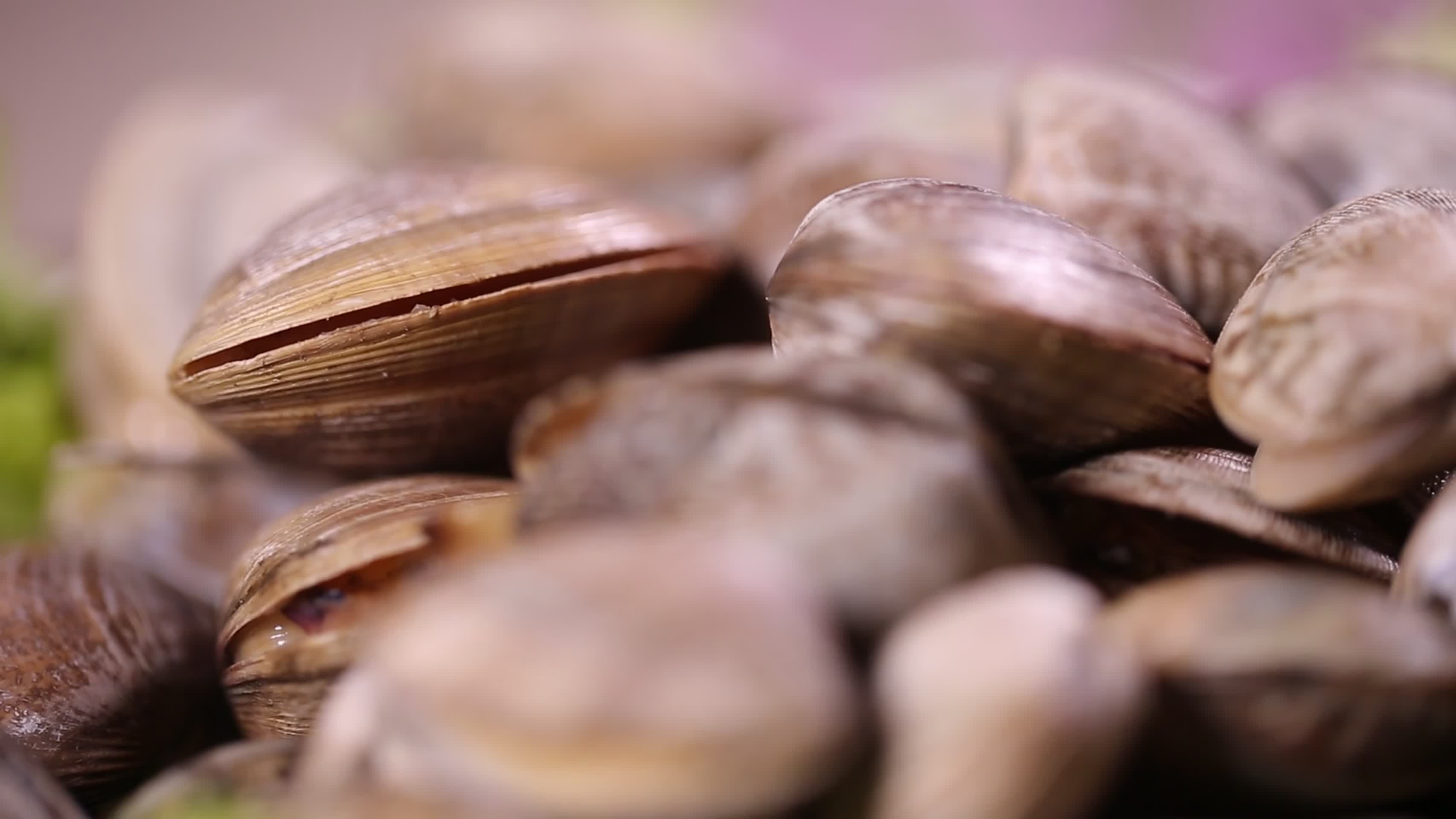 花蛤蛤蜊小海鲜花甲视频的预览图