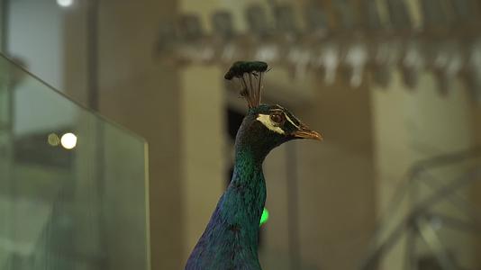 孔雀绿孔雀白孔雀羽毛翎羽标本视频的预览图
