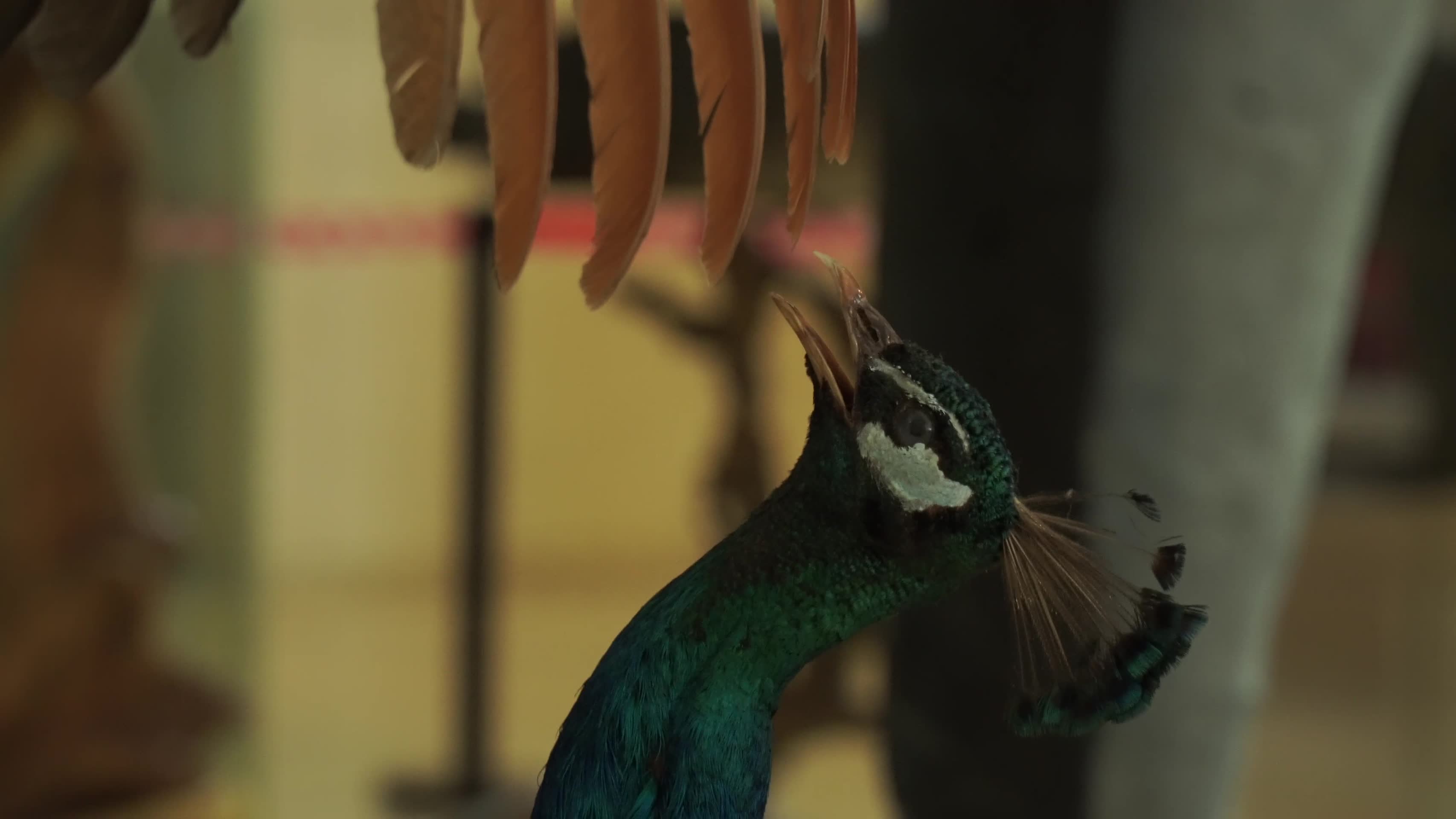 蓝孔雀绿孔雀标本模型视频的预览图