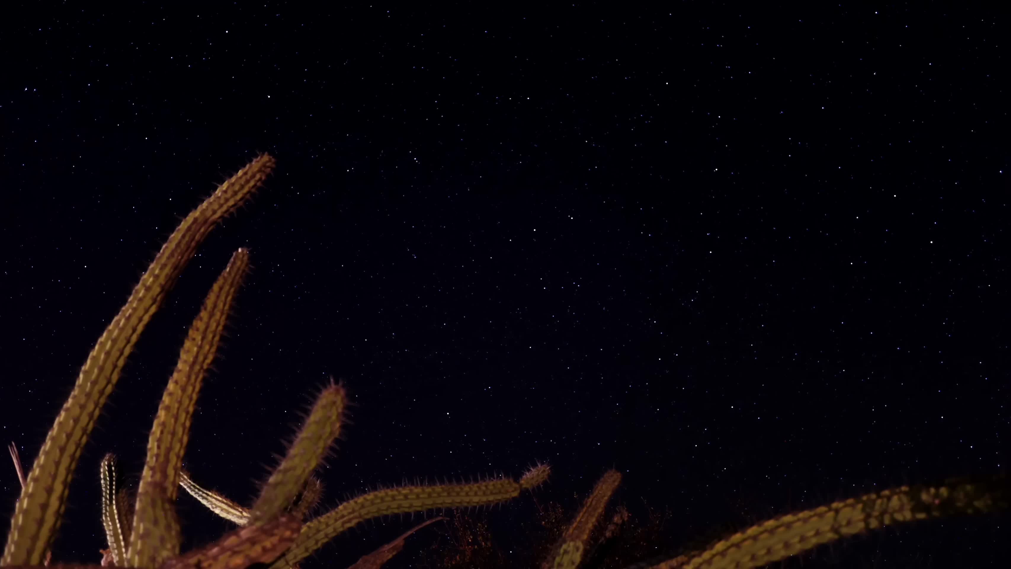 沙漠仙人掌星空唯美延时视频的预览图