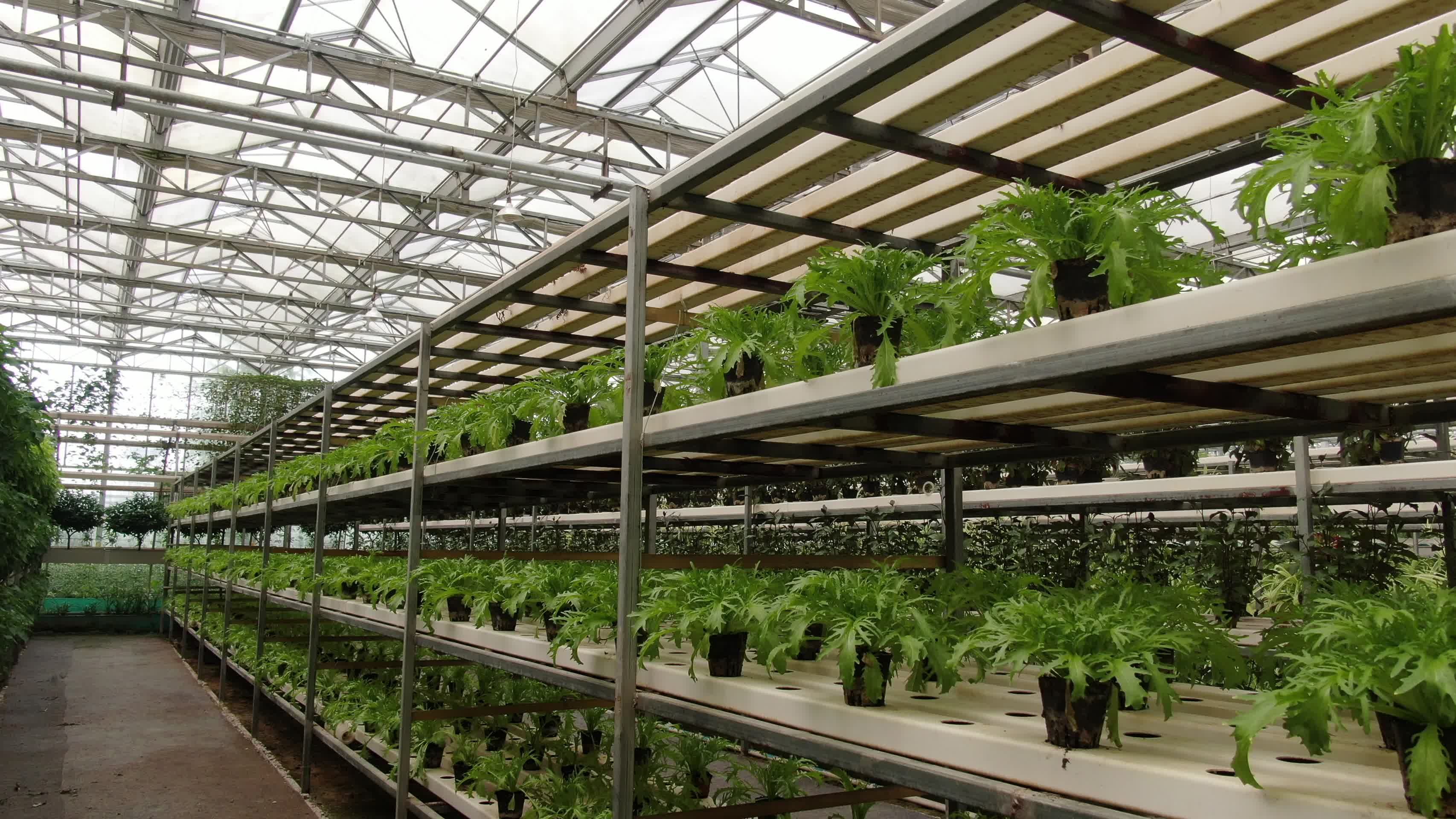 现代农业种植基地绿色有机蔬菜视频的预览图