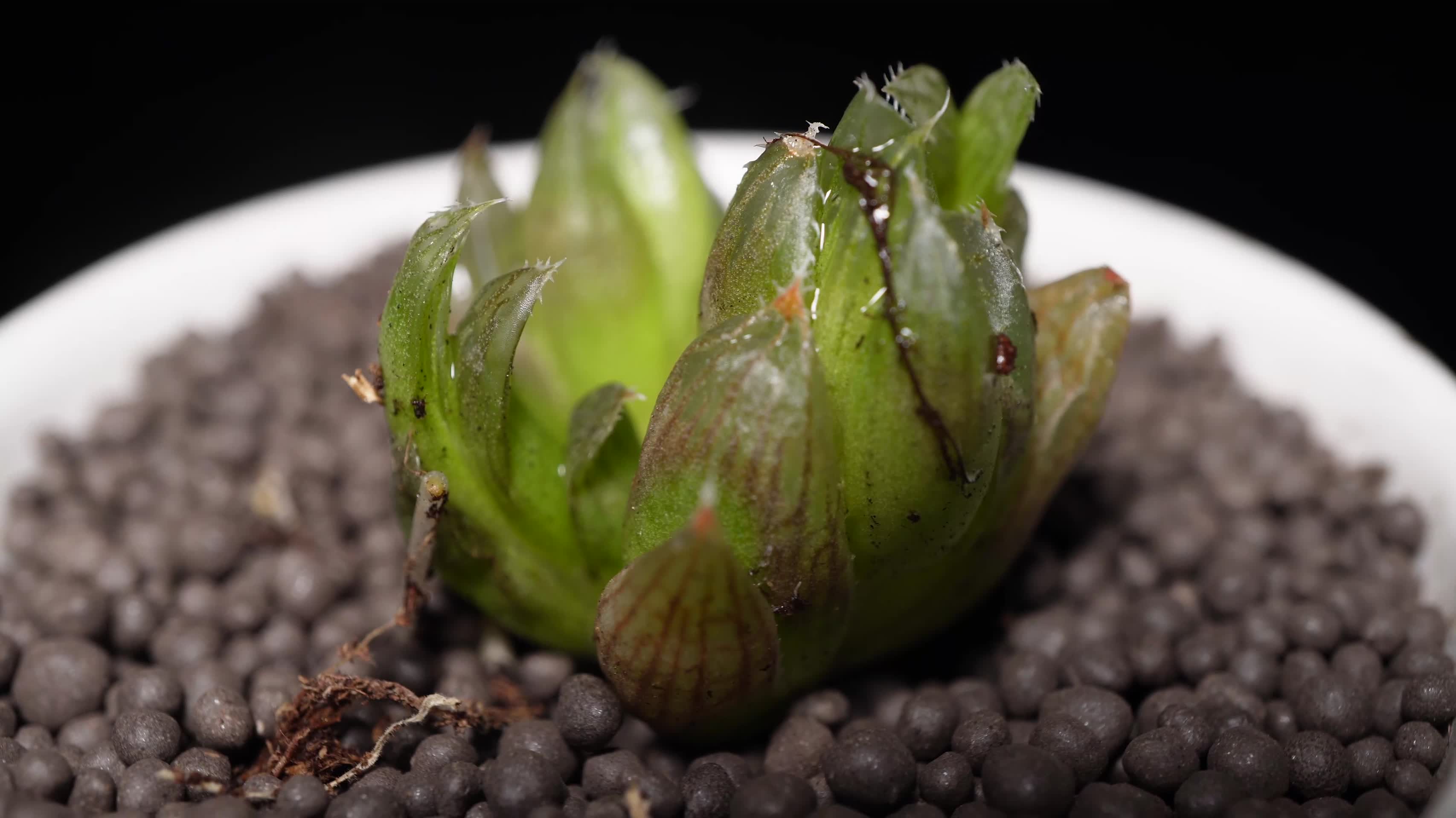 水晶帘多肉植物盆栽绿植视频的预览图