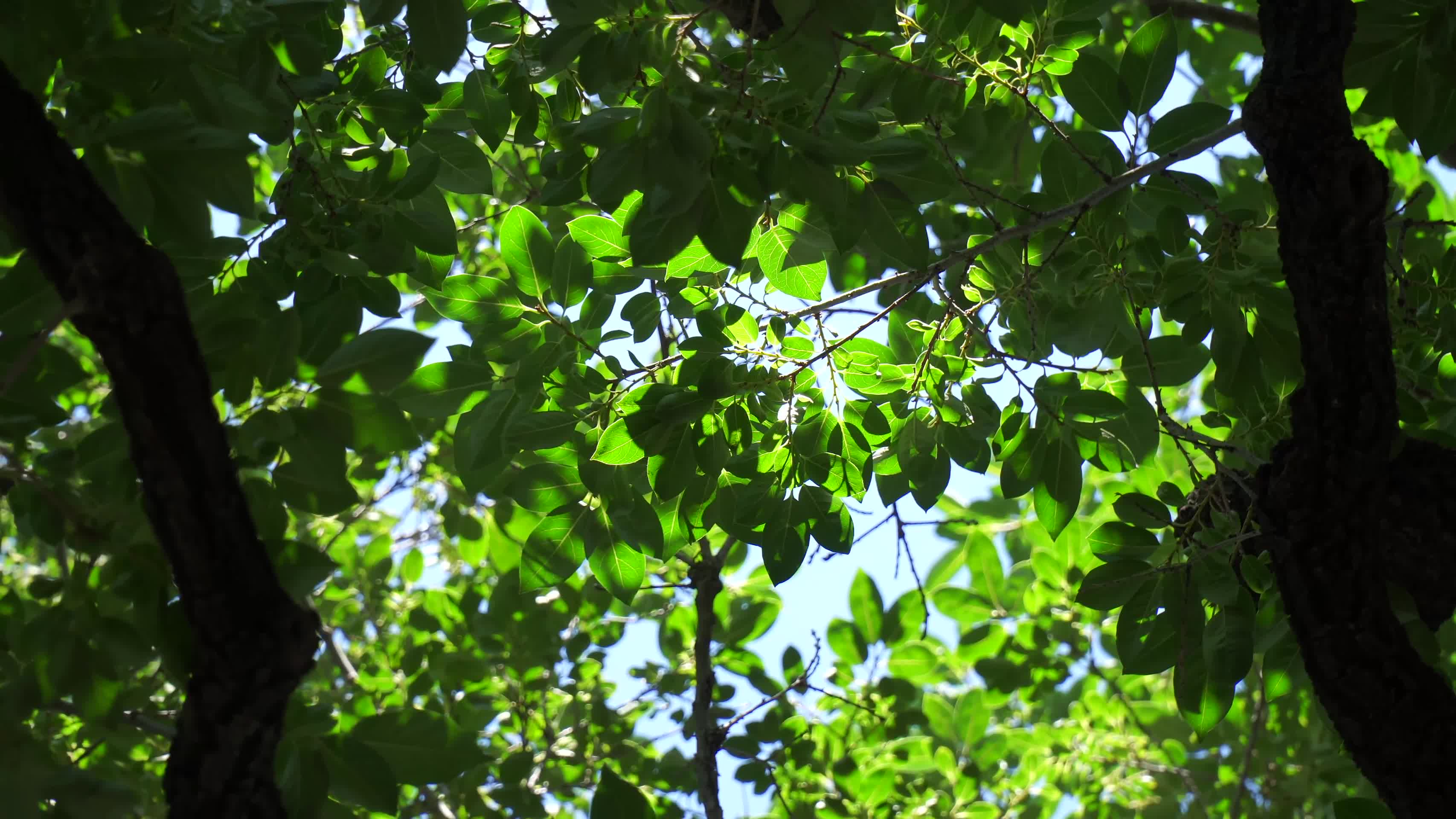 旋转的树木天空大自然植物绿叶视频的预览图