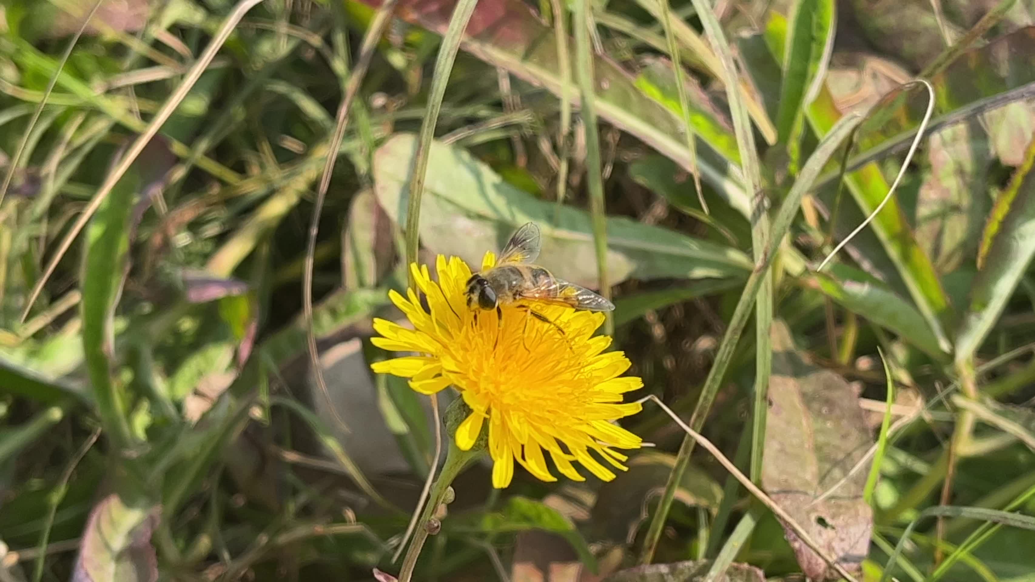 采蜜的蜜蜂视频的预览图