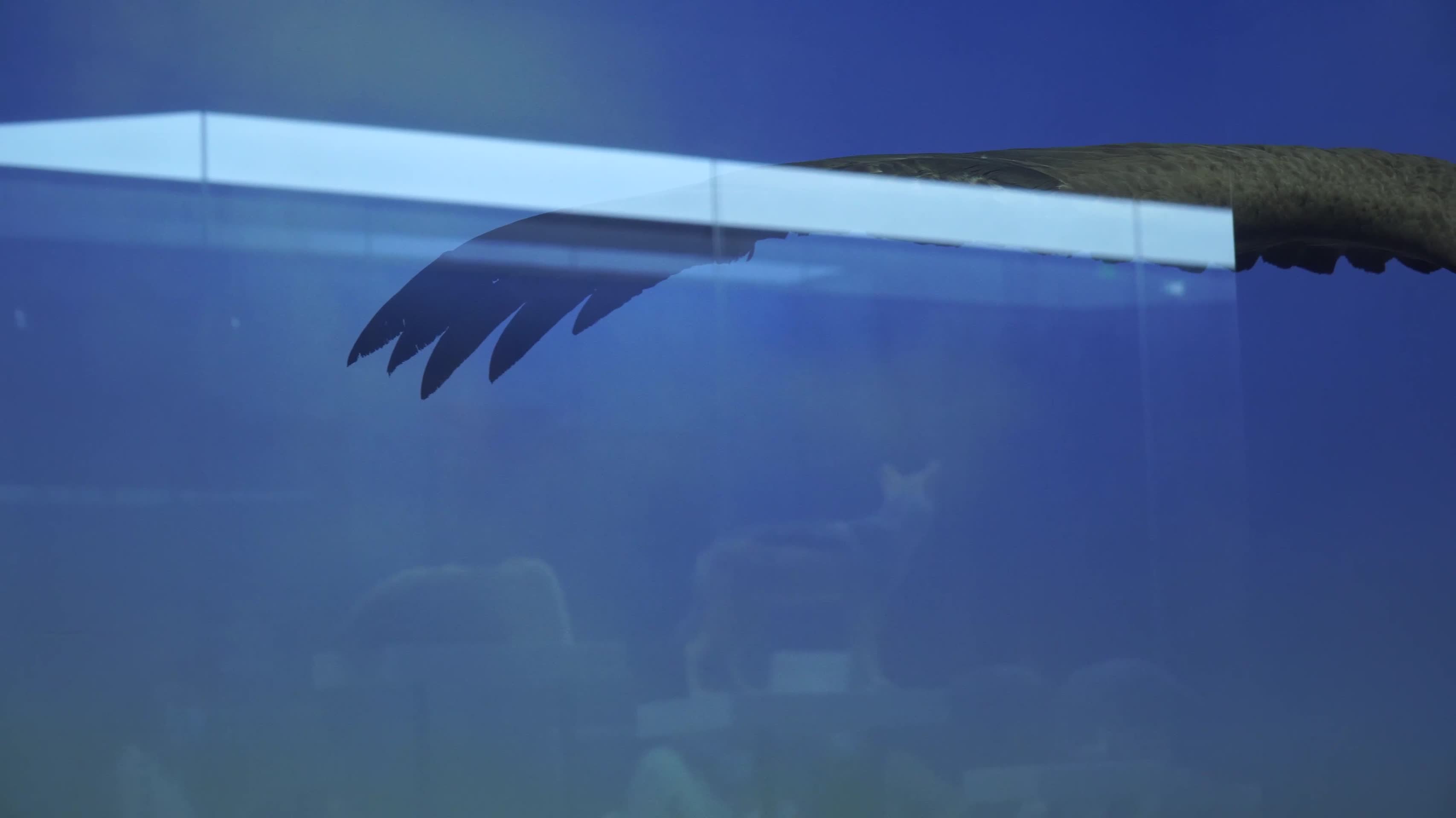 秃鹫秃鹰老鹰鵰猛禽标本视频的预览图