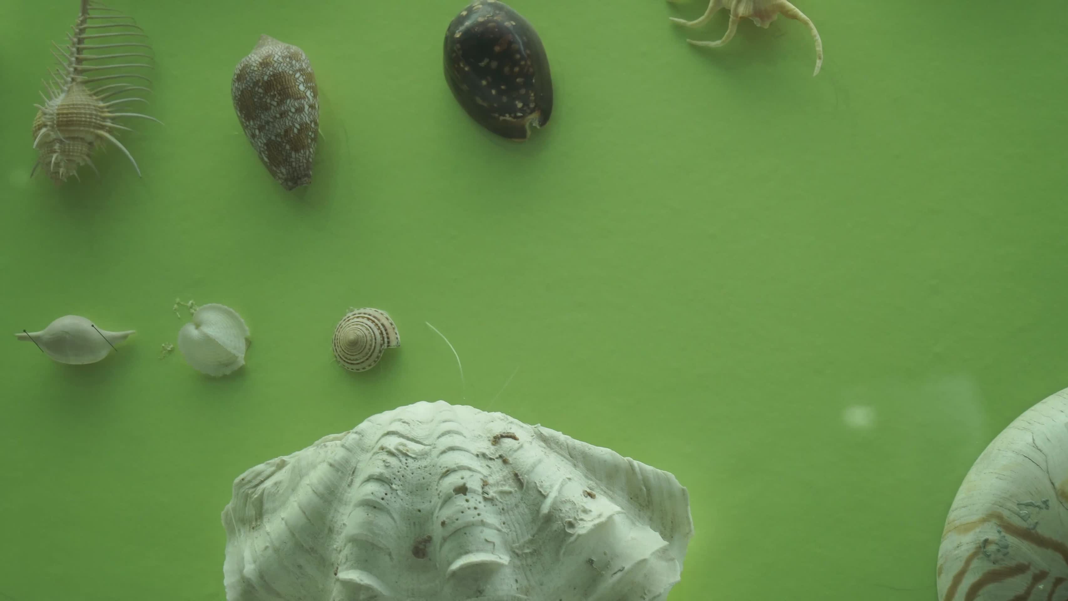 深海动物海洋生物水产海螺龙虾螃蟹标本视频的预览图