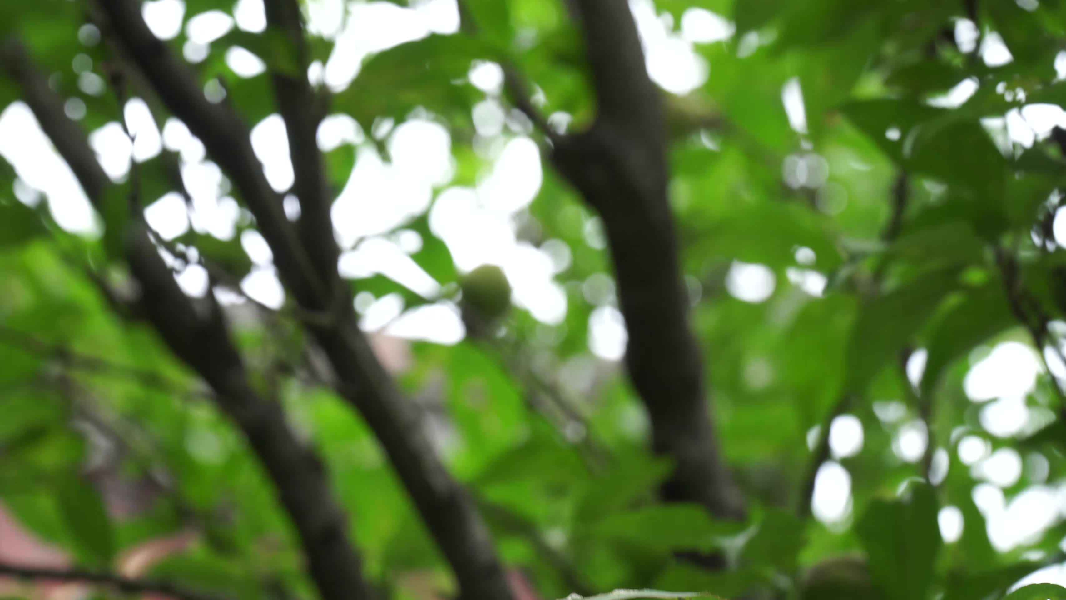 毛桃核桃果树植物叶子绿叶视频的预览图