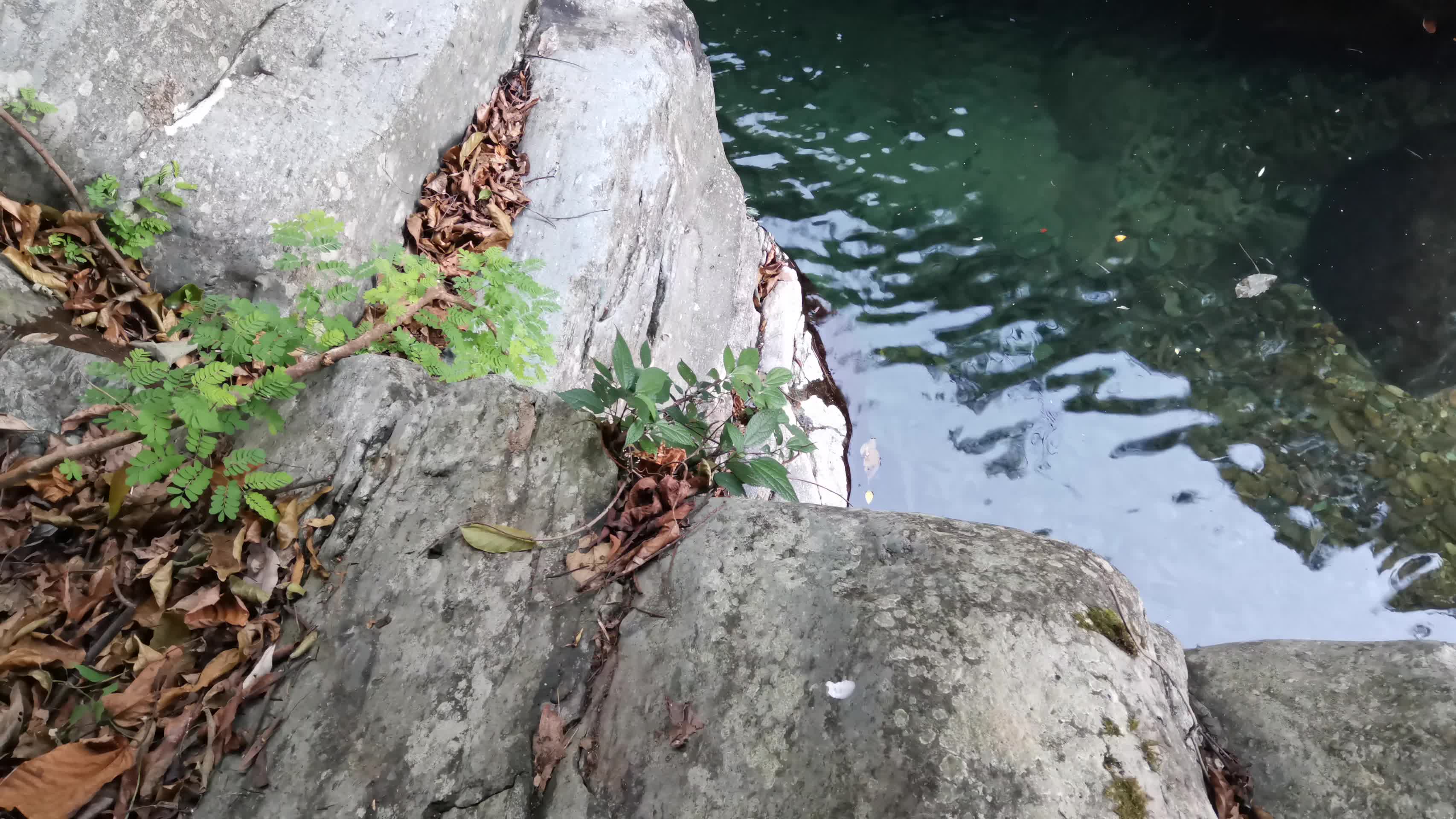 林中溪水视频的预览图