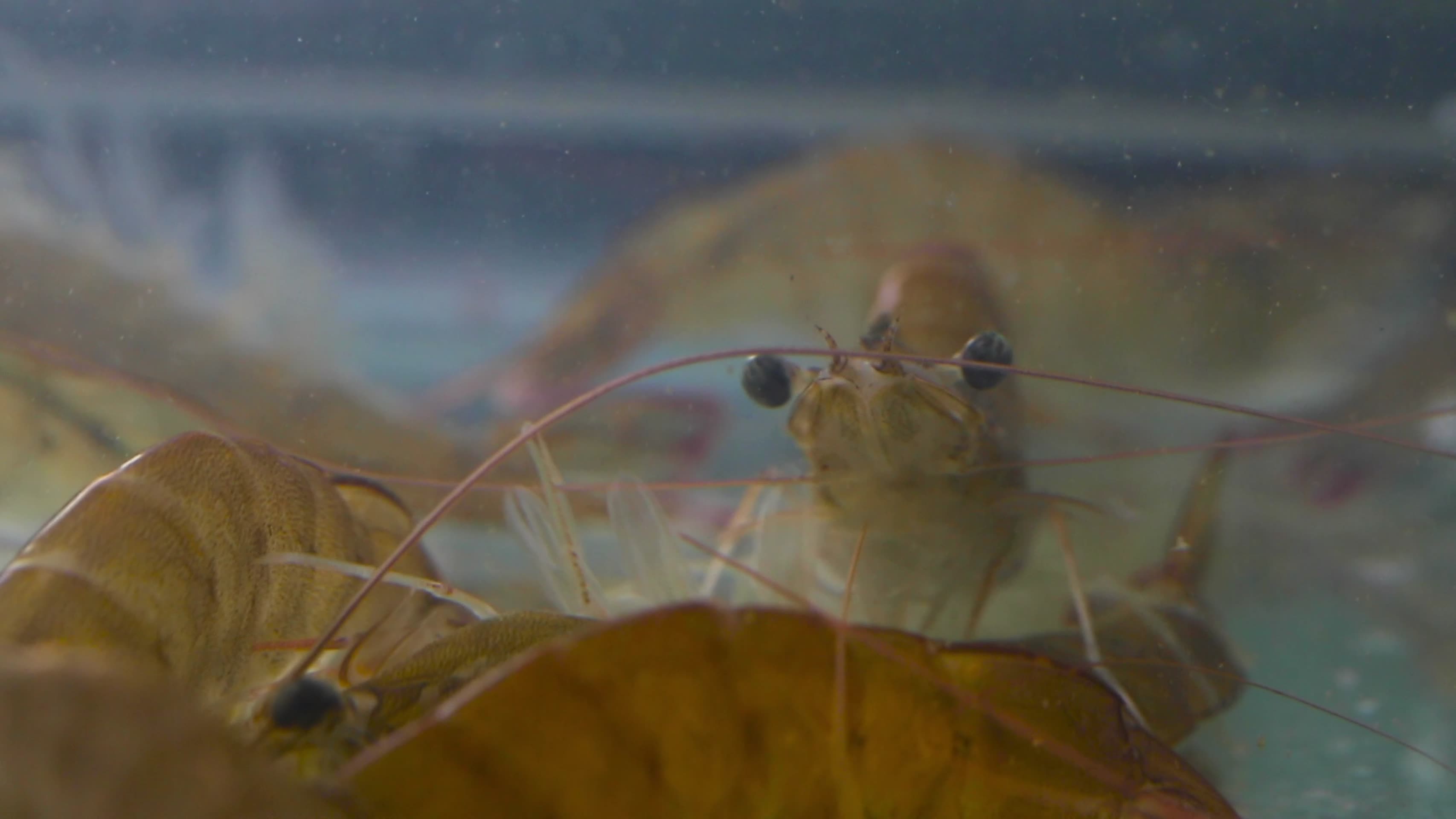 养殖虾海虾镜头视频的预览图