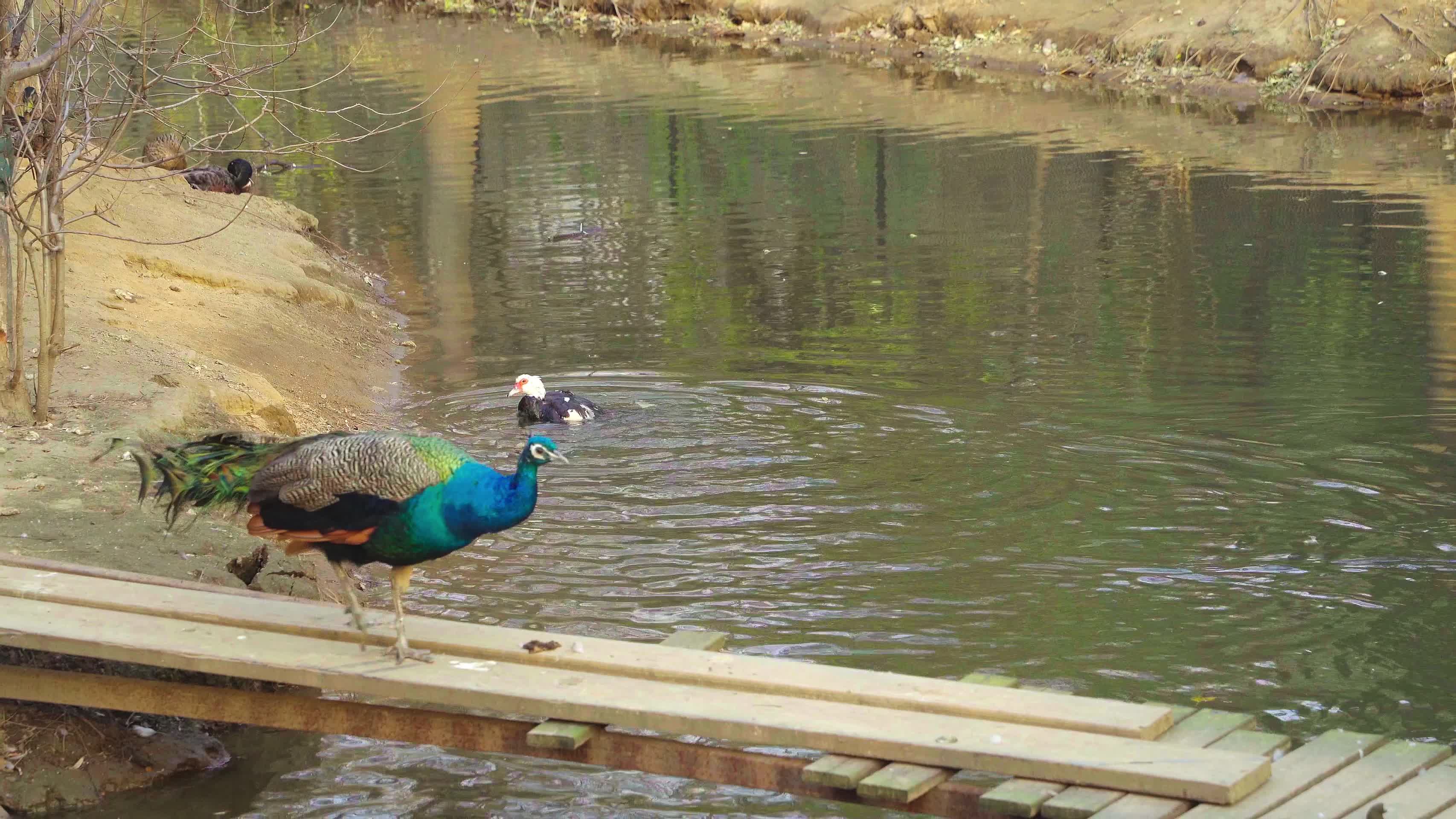一只悠闲的孔雀在桥上散步视频的预览图