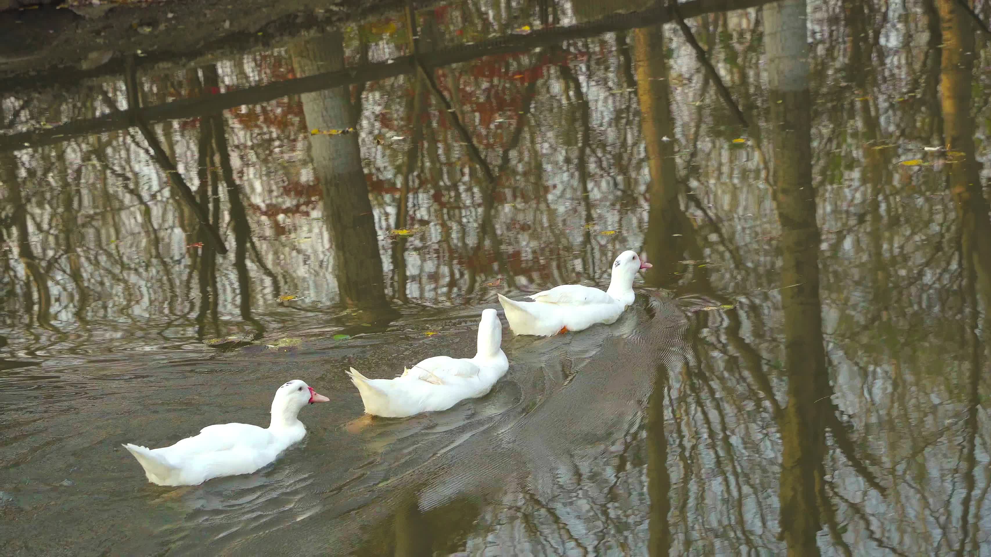 白色的野鸭在游泳视频的预览图