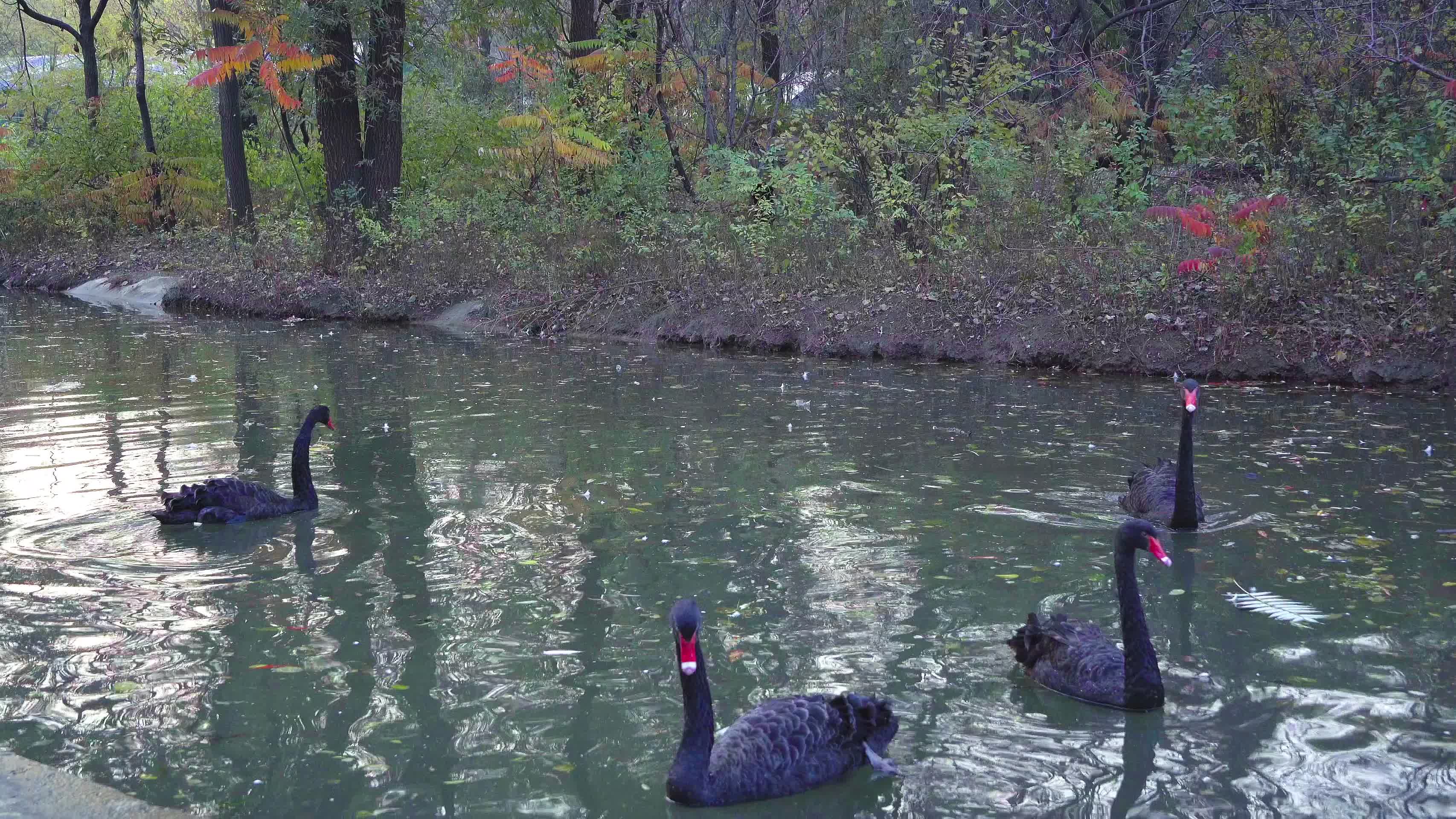 在水中游荡的黑天鹅视频的预览图