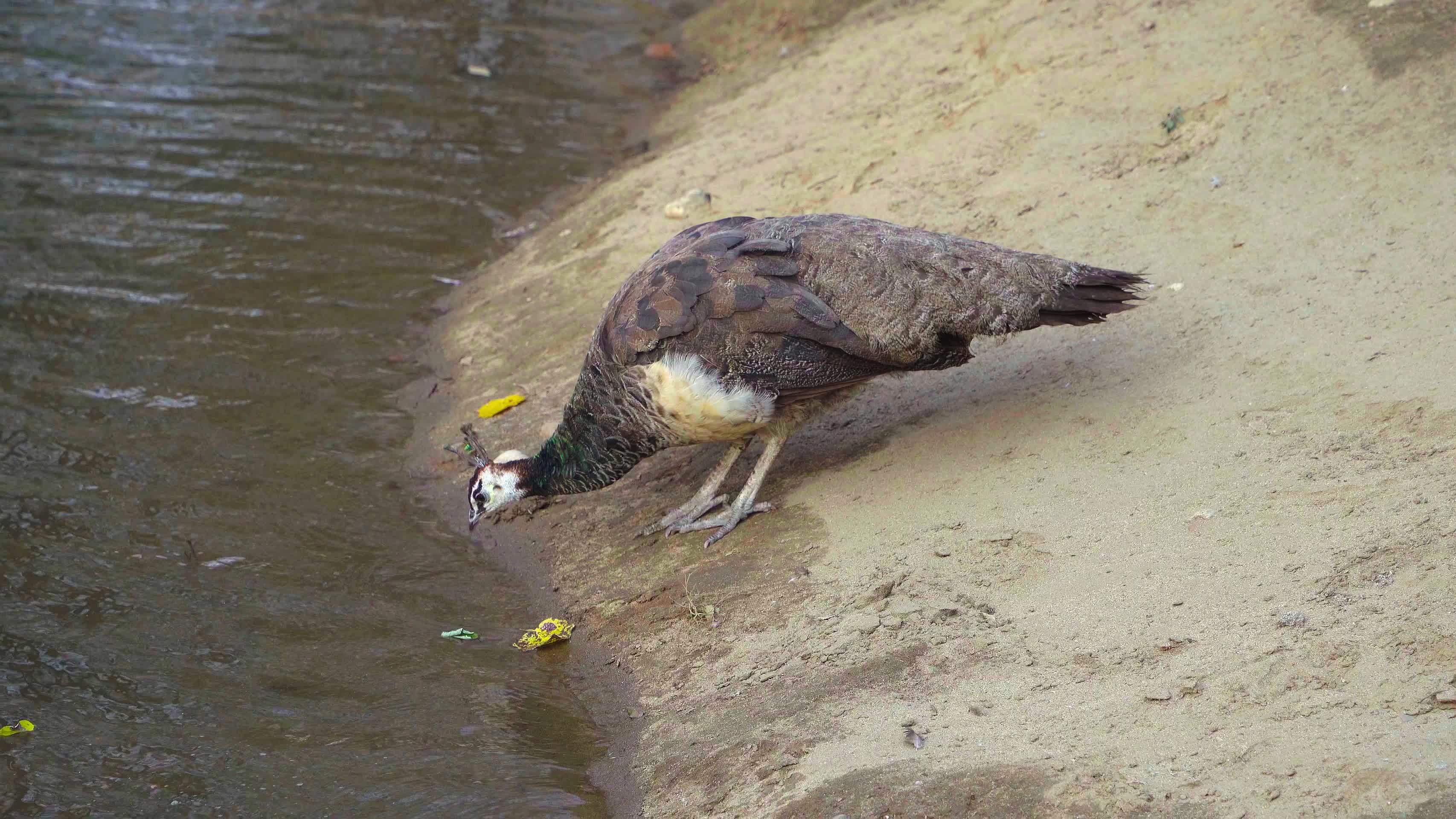 在岸边啄食的孔雀视频的预览图