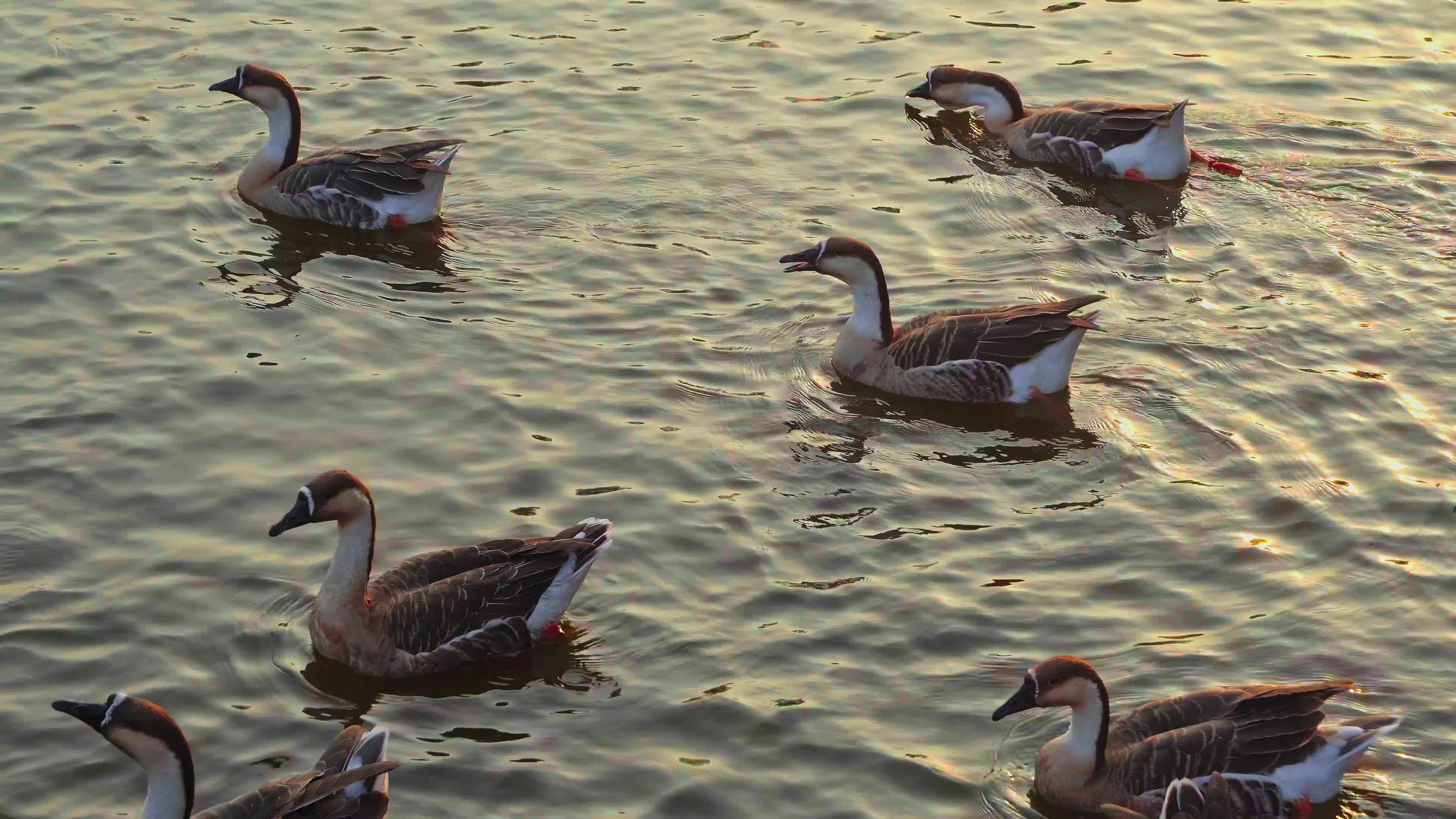 夕阳下在水中游荡的大雁视频的预览图