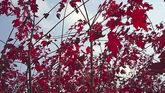 红叶树下慢镜头运镜视频的预览图