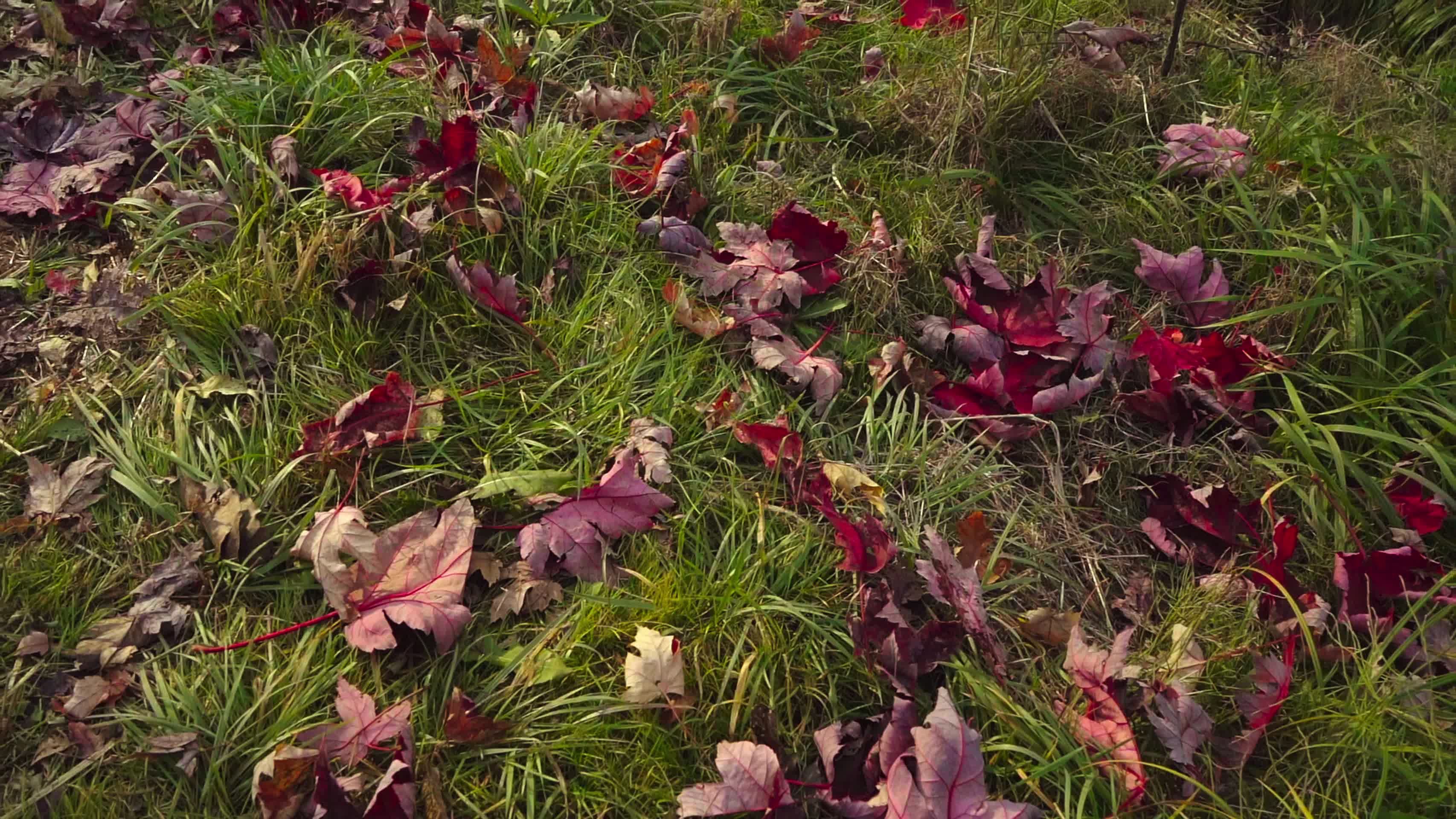 草地上落满红叶视频的预览图