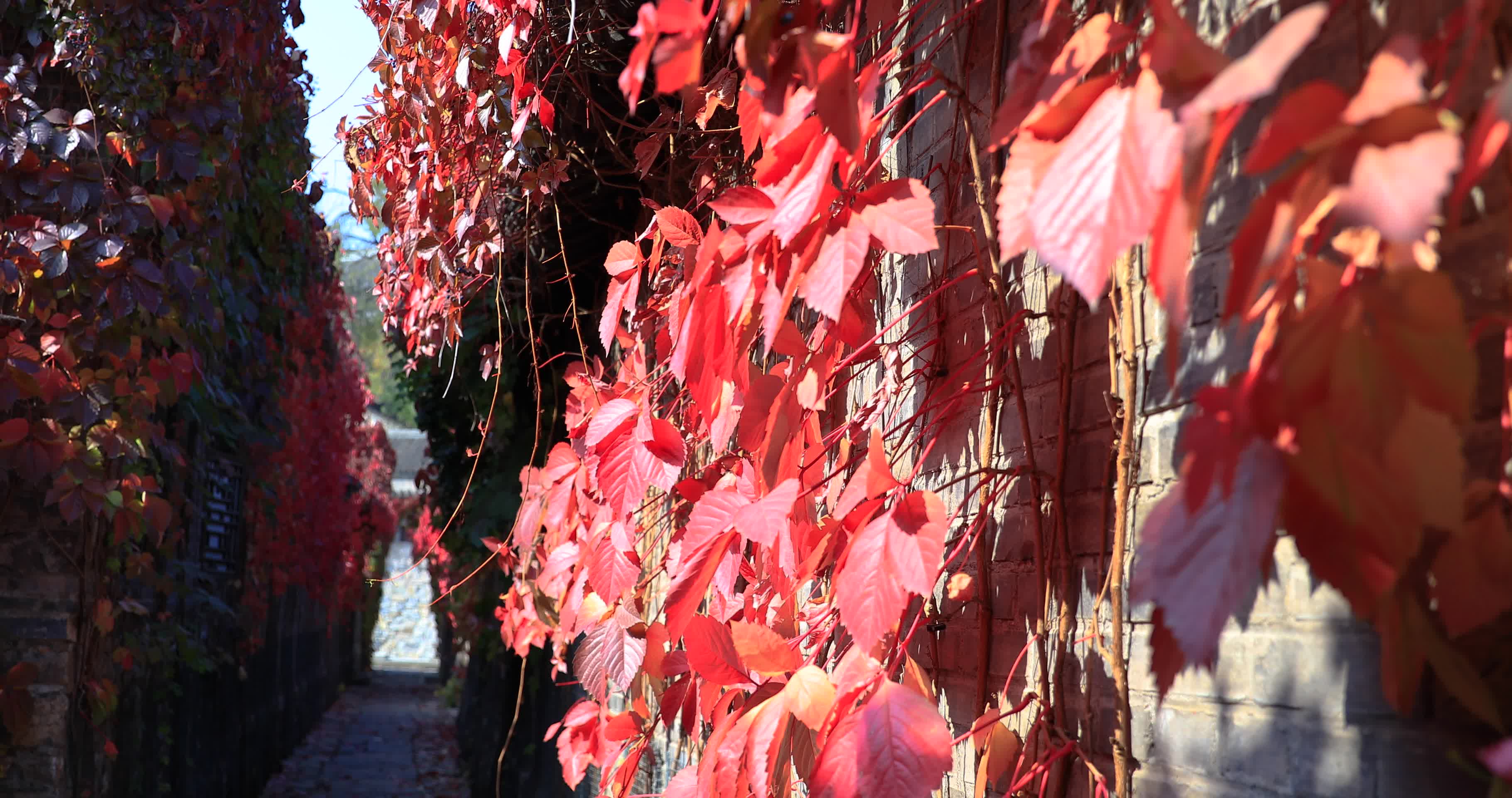 秋季古镇红叶爬山虎视频的预览图