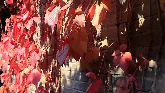 秋季古镇红叶爬山虎视频的预览图