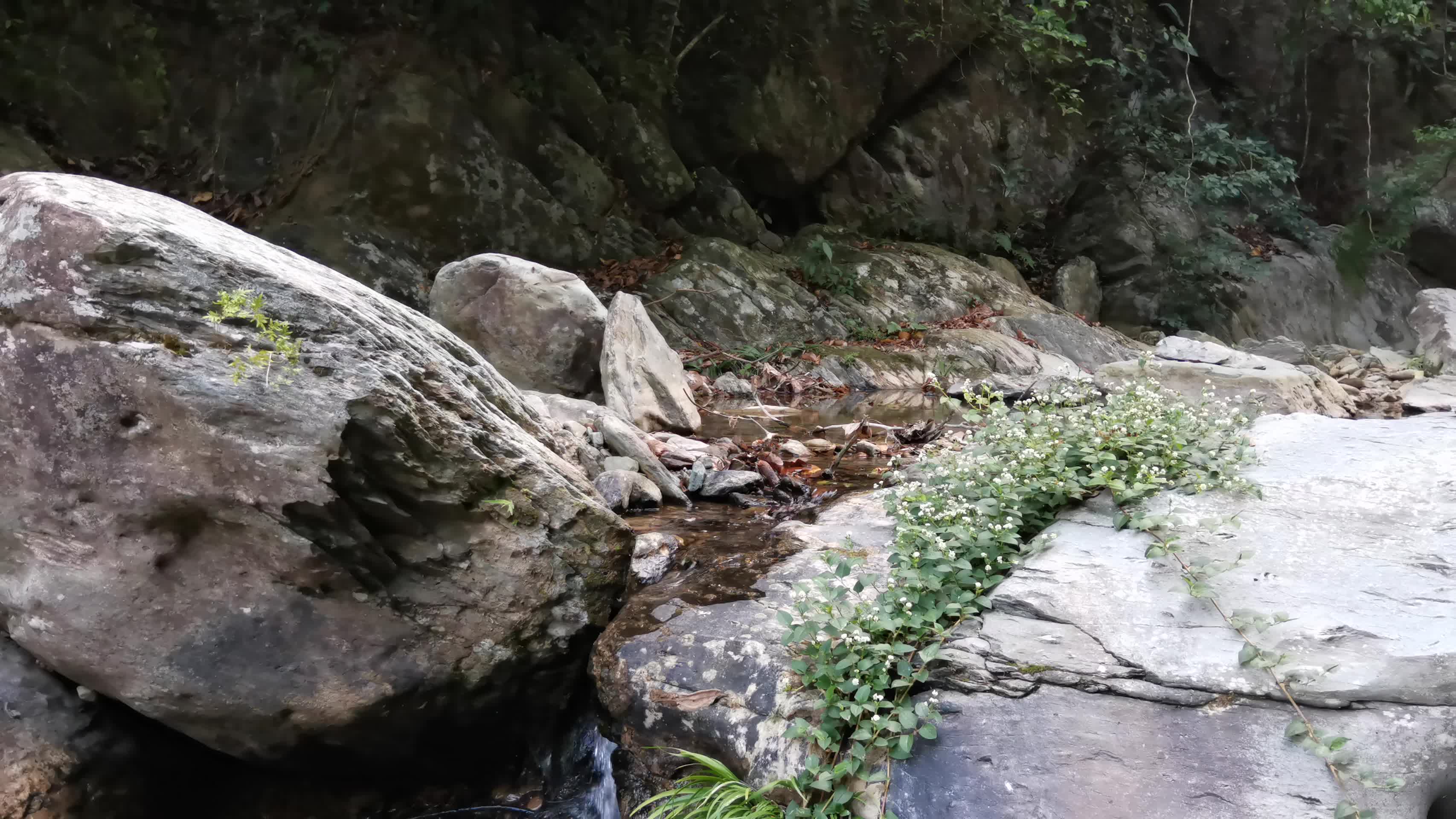 林中溪水视频的预览图