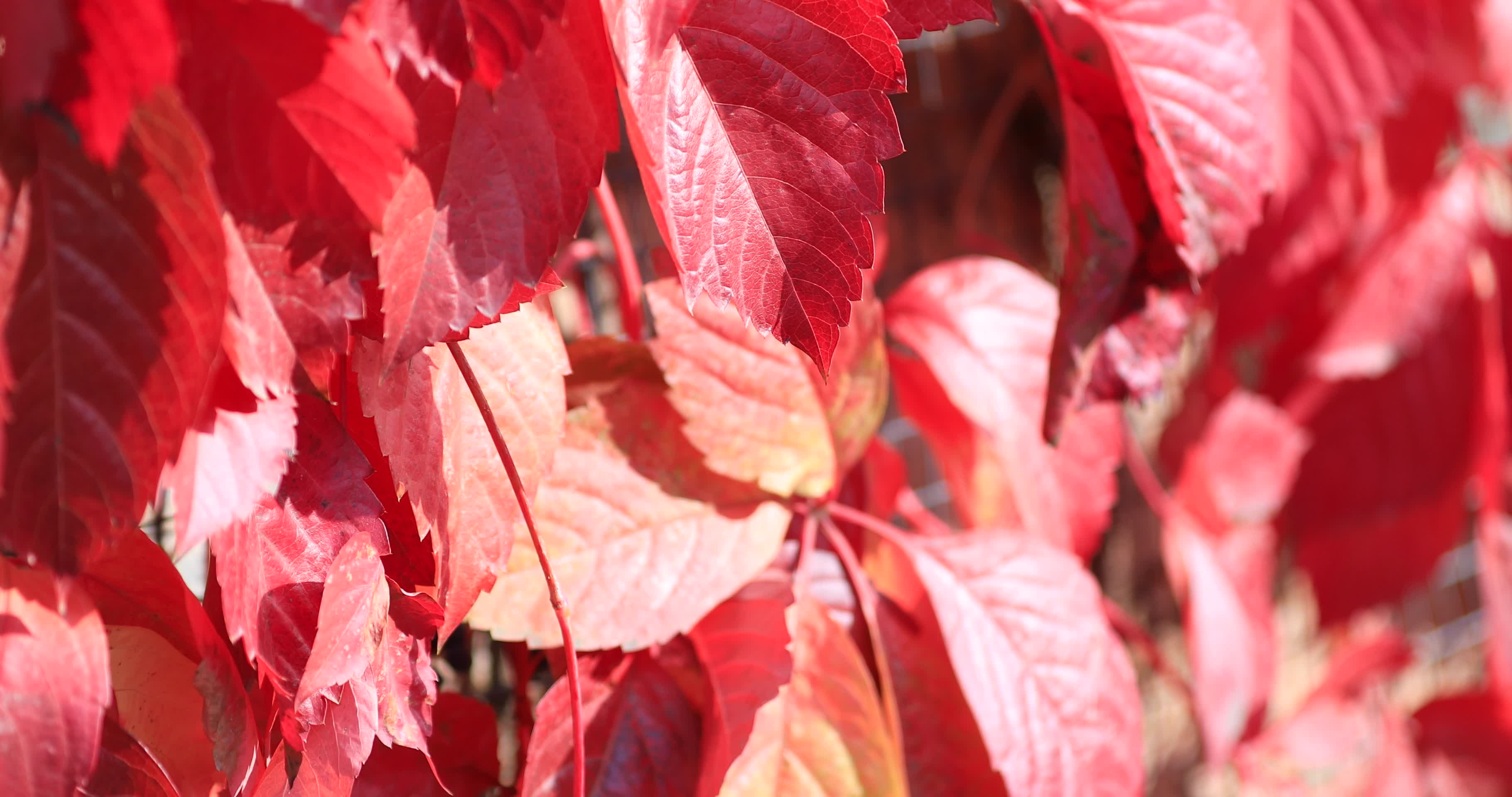 秋季红叶光影秋色视频的预览图