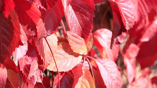 秋季红叶光影秋色视频的预览图