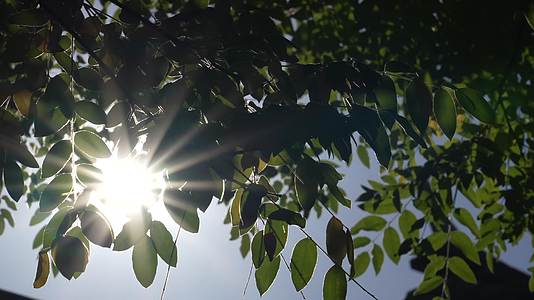 阳光透过树叶唯美视频的预览图