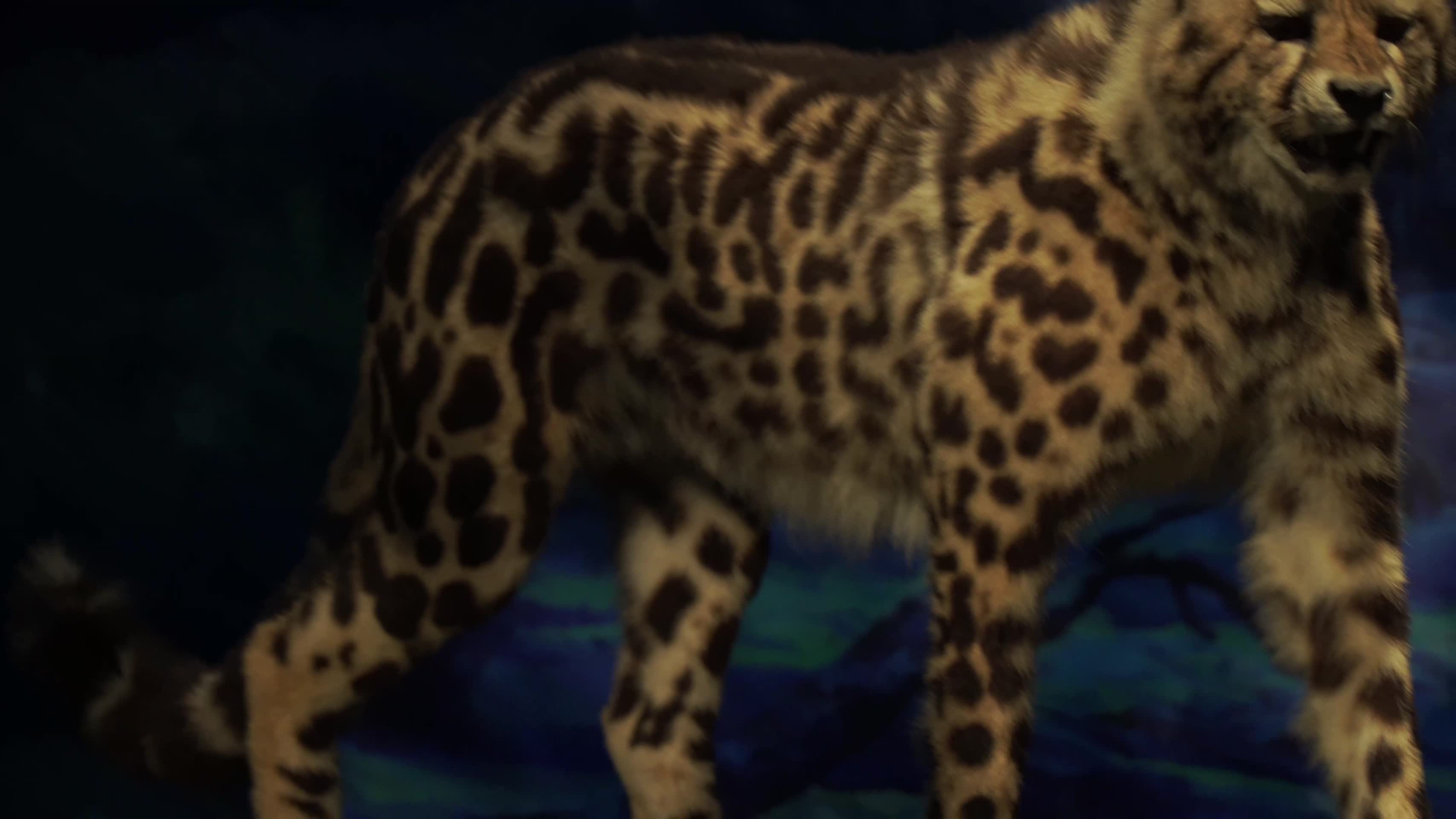 猎豹金钱豹花豹标本猛兽视频的预览图