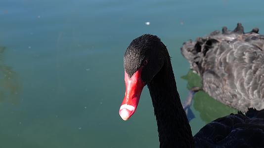 保护动物黑天鹅视频的预览图