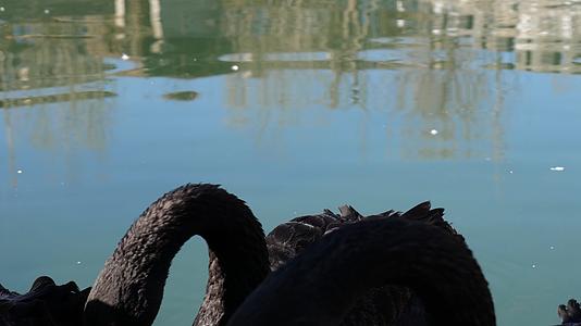 保护动物黑天鹅视频的预览图
