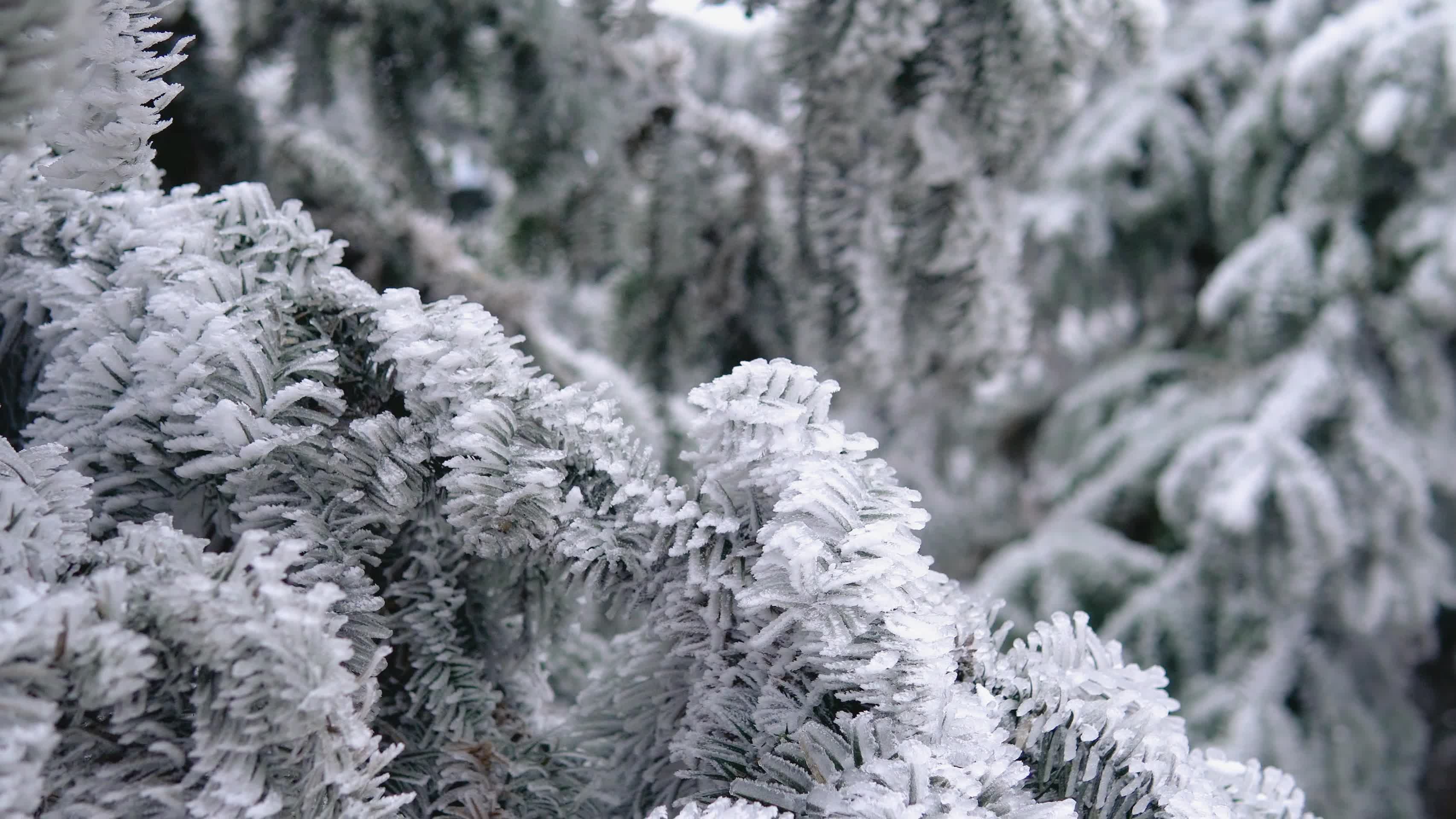 4k唯美冰雪中结成冰霜的树枝空镜视频的预览图