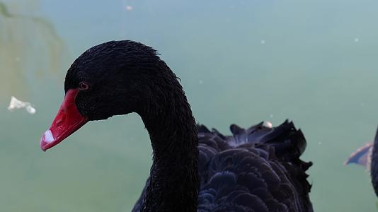 黑天鹅栖息视频的预览图