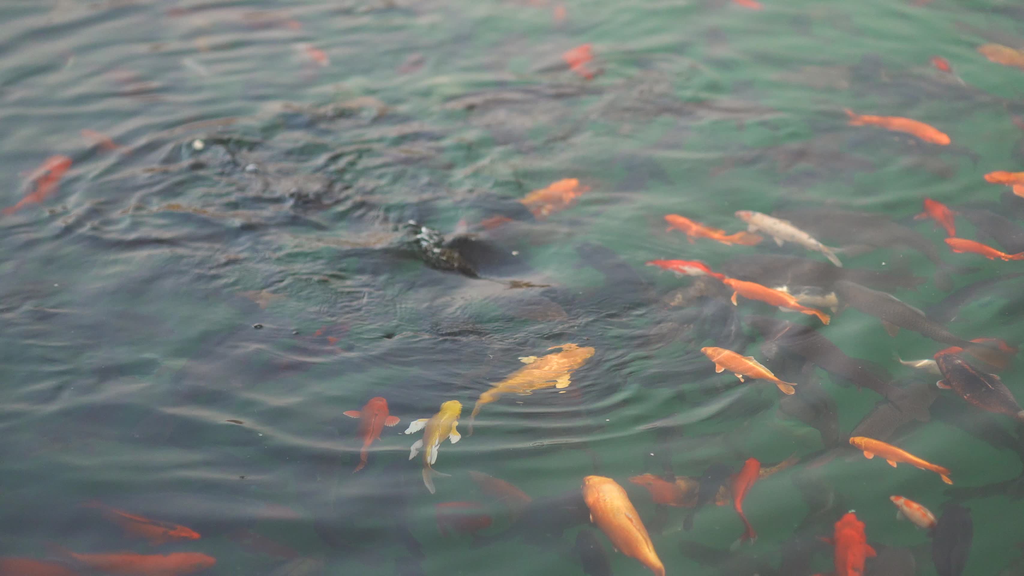 锦鲤鱼观赏鱼活动视频的预览图