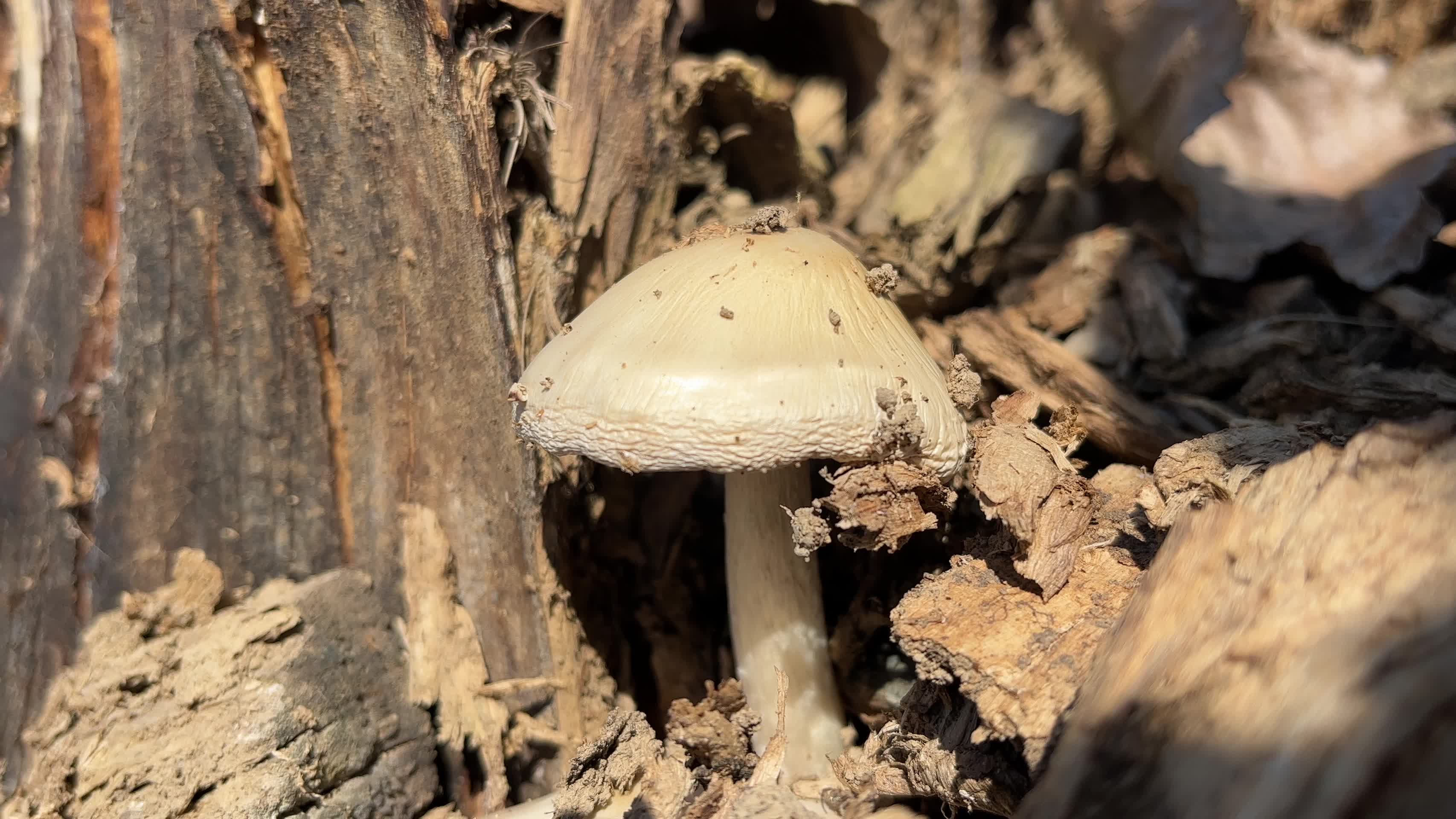 破土而出的白色毒蘑菇视频的预览图