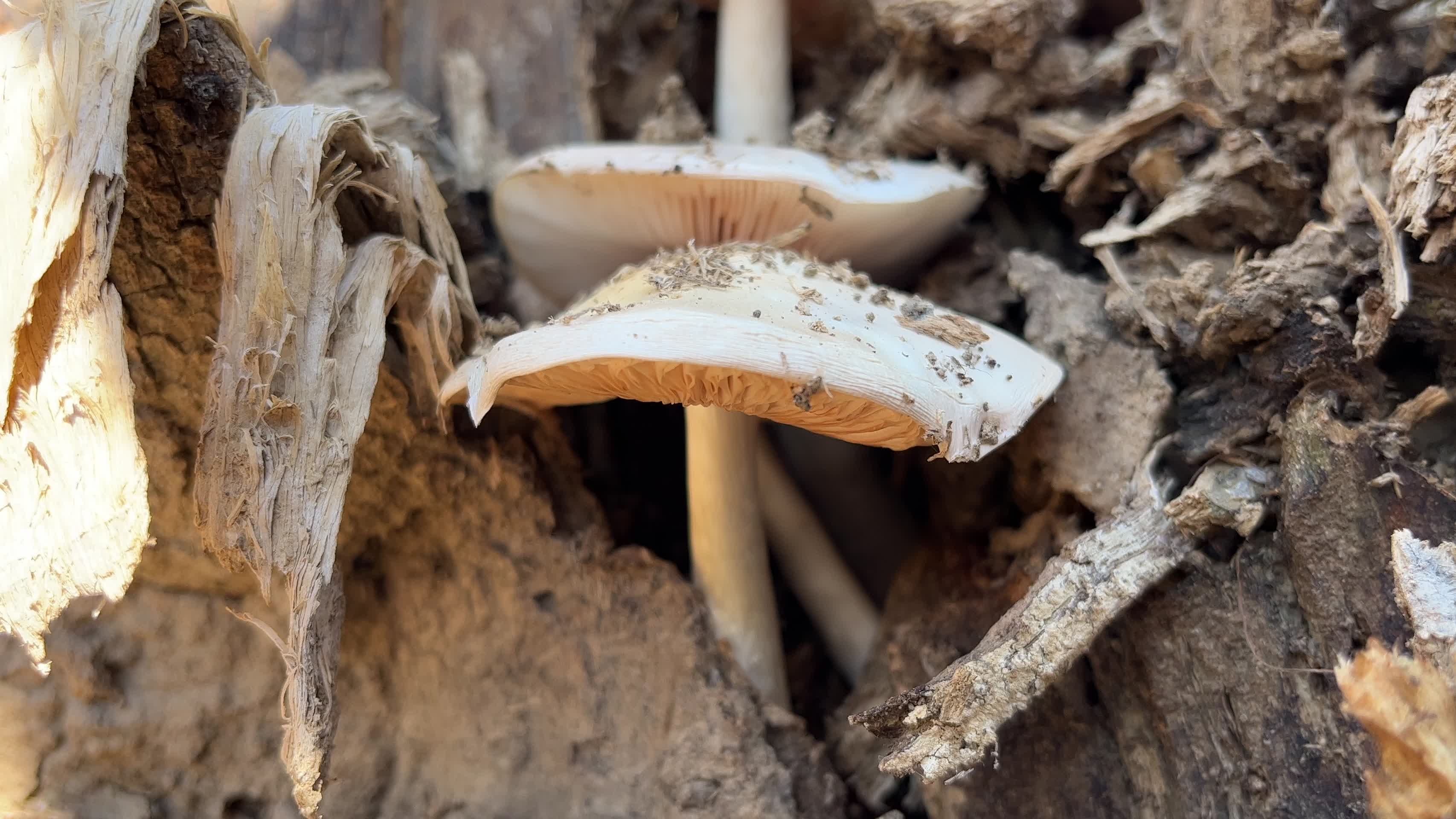 白色森林蘑菇视频的预览图