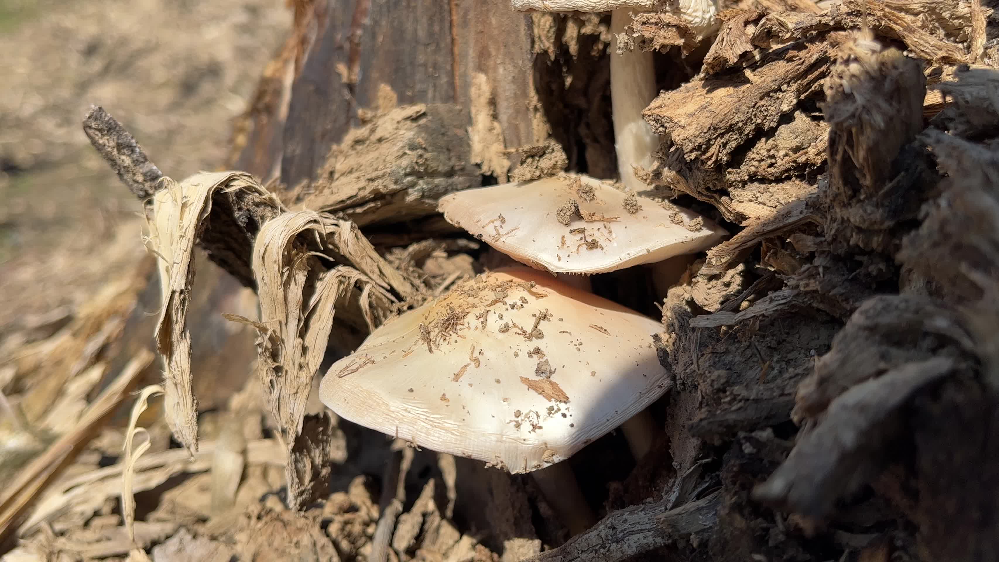 野生白色蘑菇视频的预览图