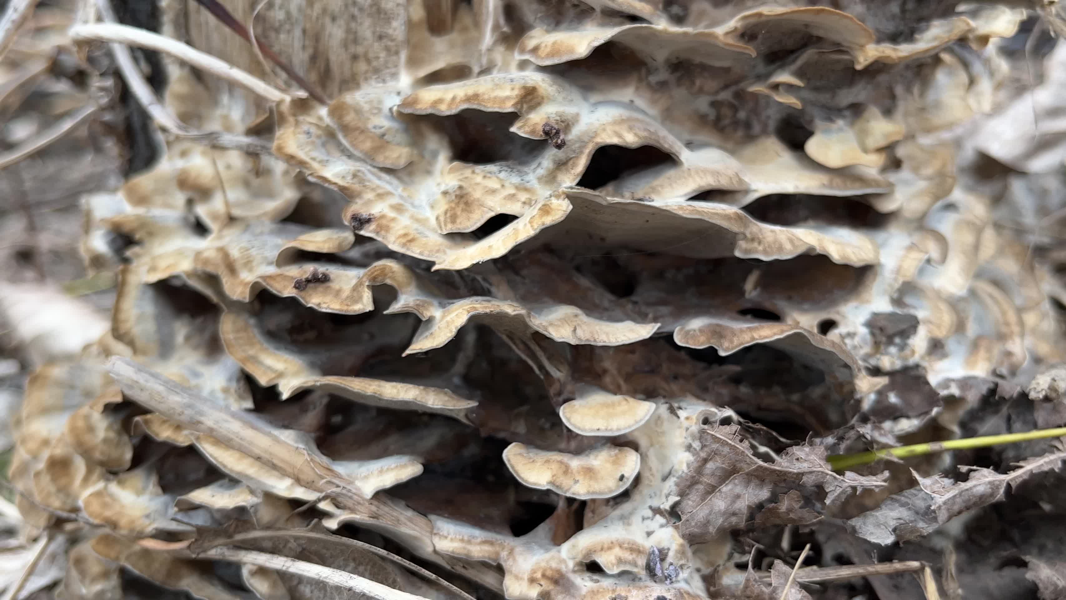 野生白色蘑菇视频的预览图