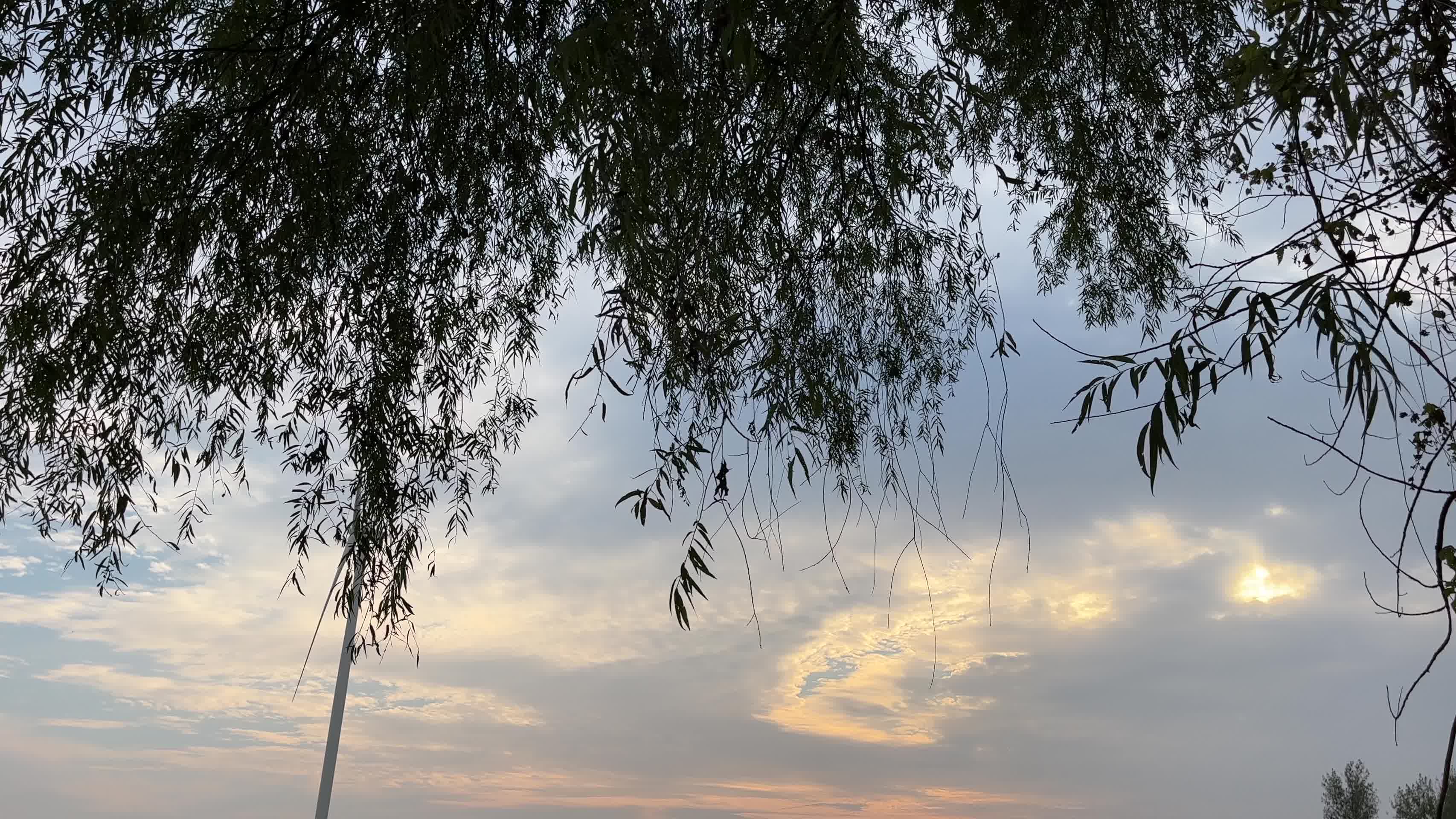 天空下的柳树视频的预览图