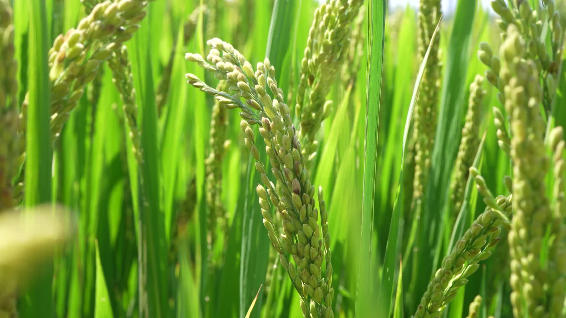 稻田粮食农作物视频的预览图