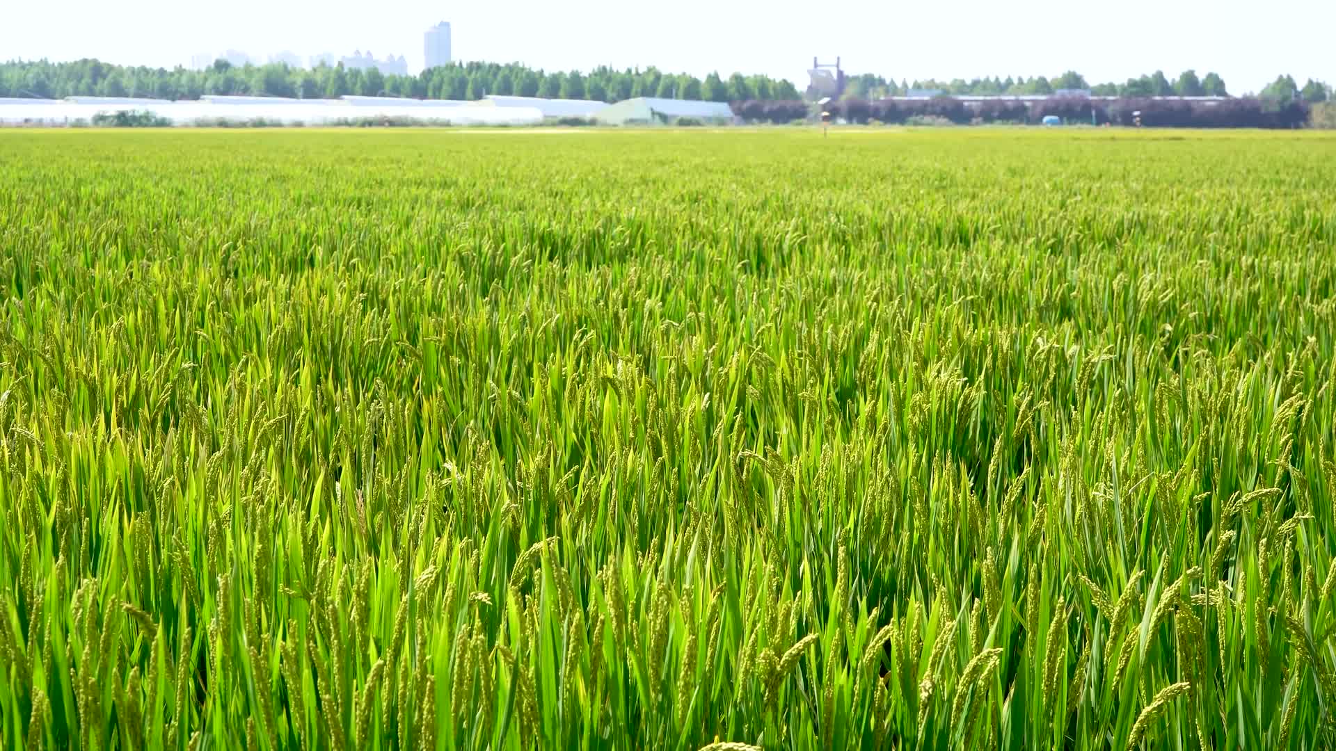 生态农业水稻视频的预览图