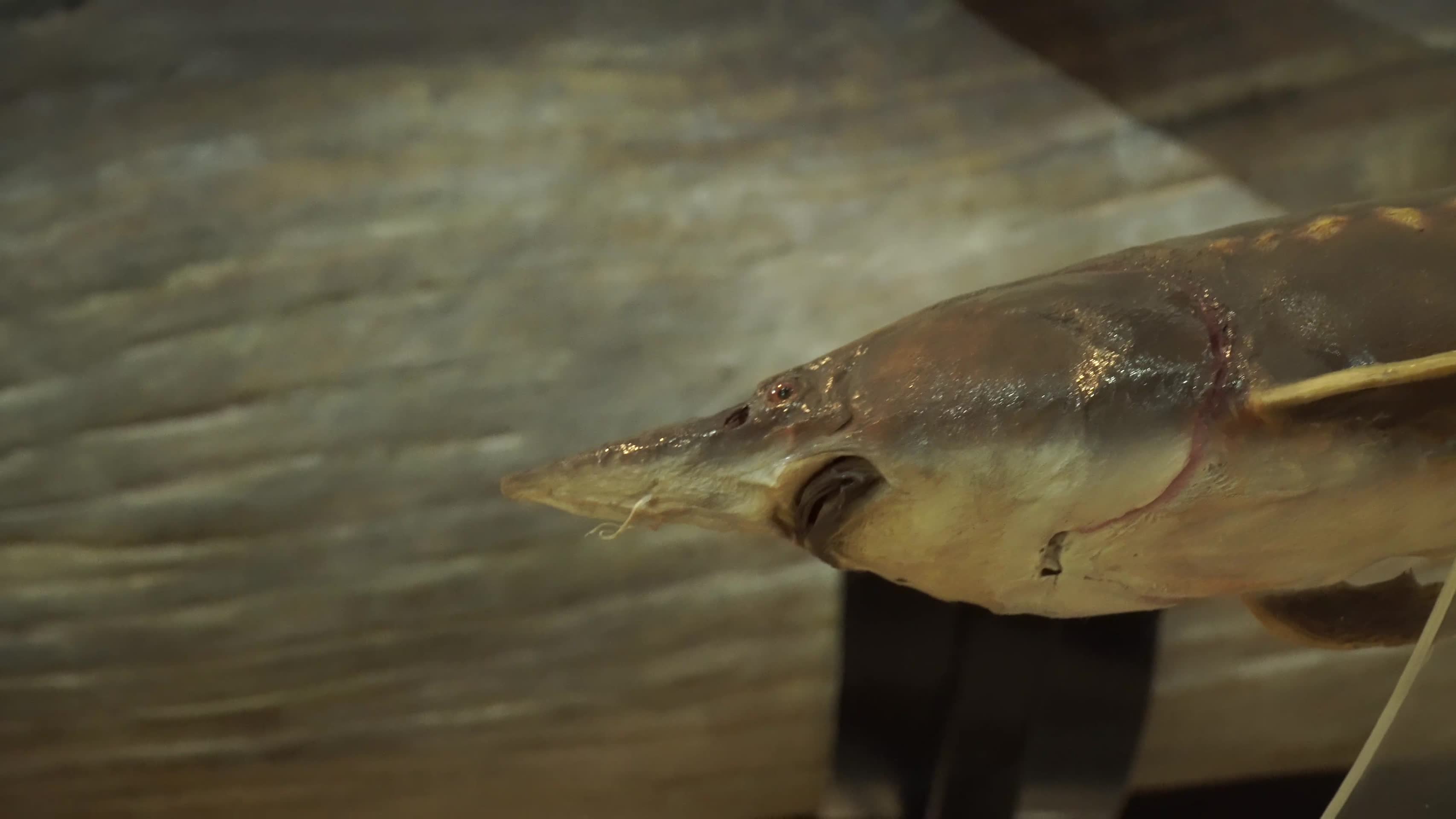 中华鲟鱼保护动物鱼类标本视频的预览图