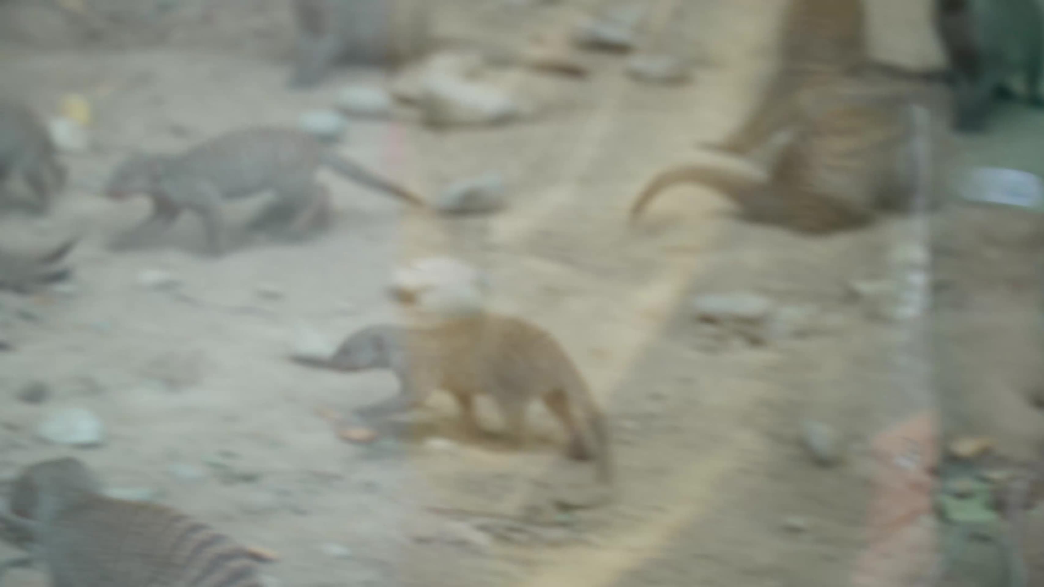 条纹猫鼬条纹狐獴保护动物视频的预览图