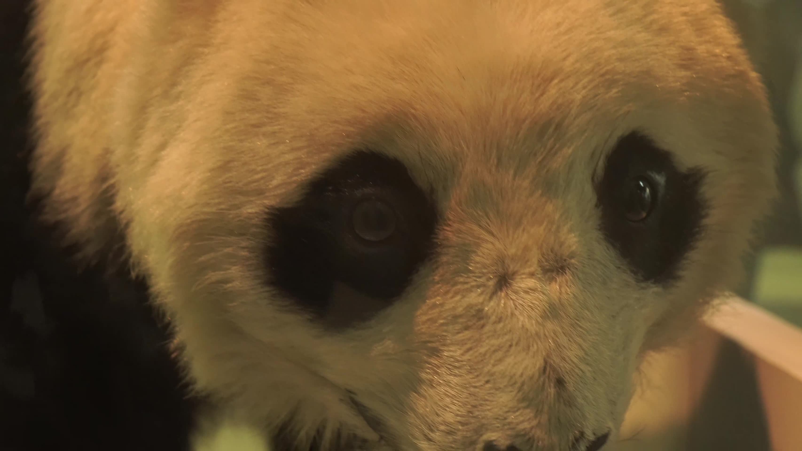 熊猫国宝四川卧龙标本视频的预览图