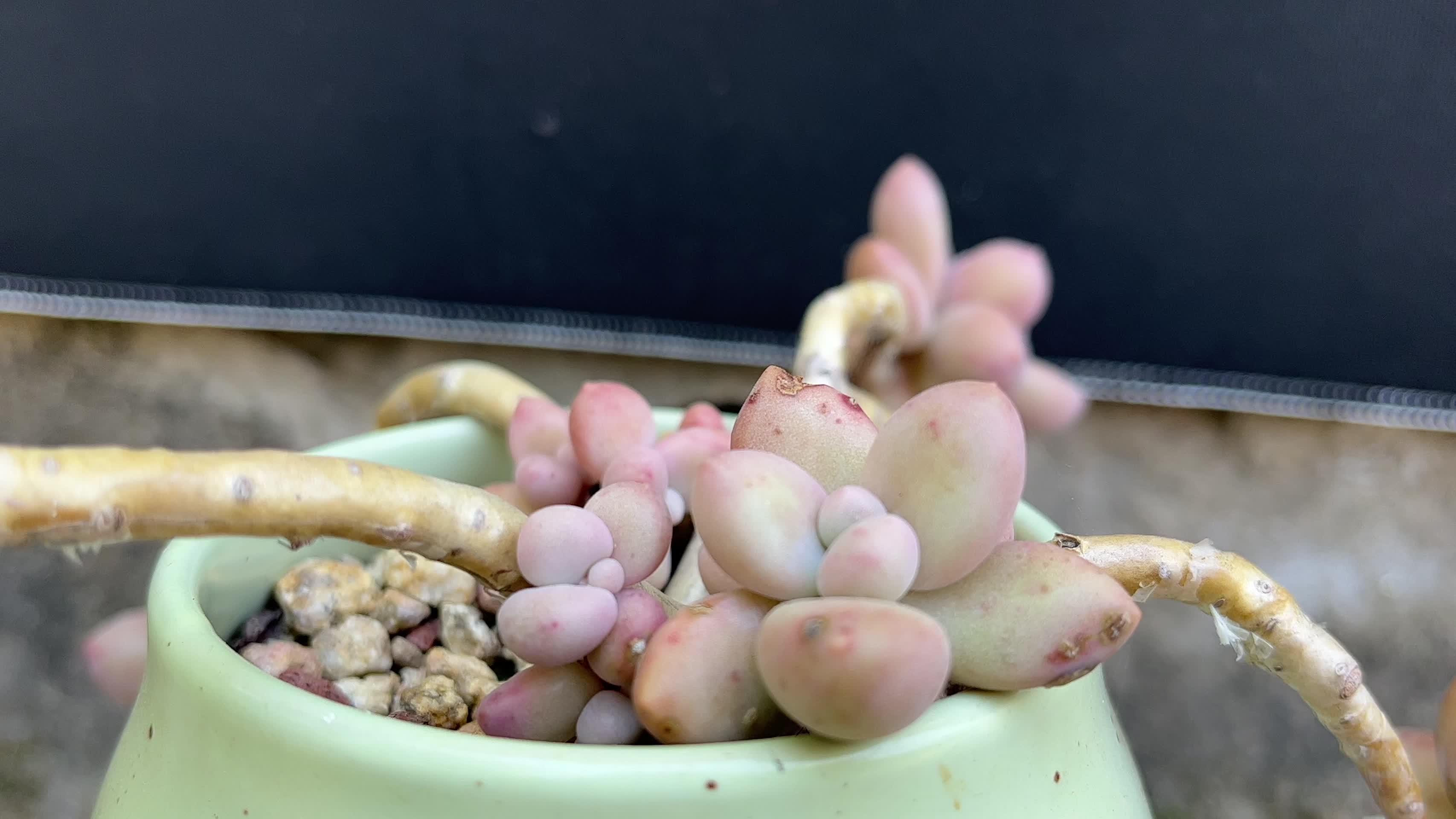 粉色桃蛋多肉植物视频的预览图