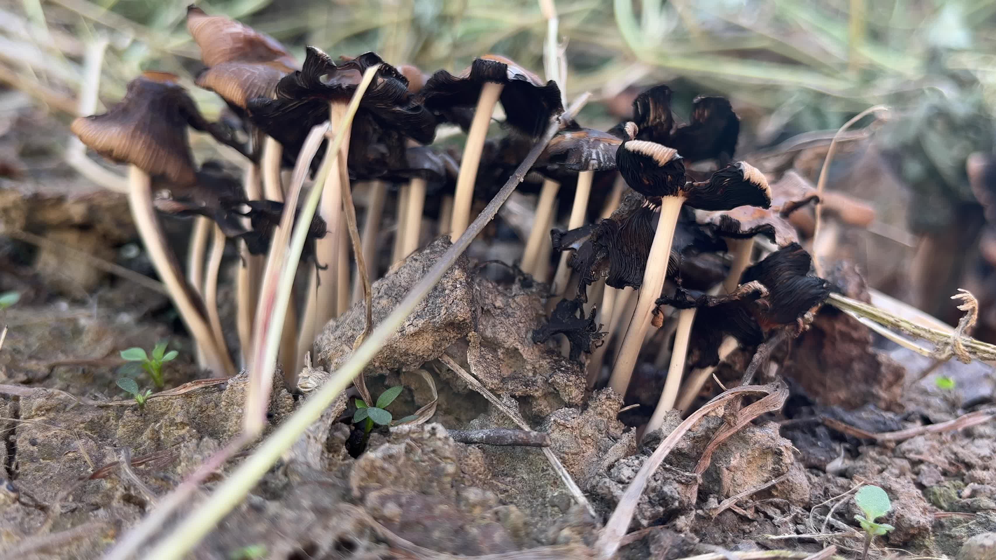 野生蘑菇视频的预览图